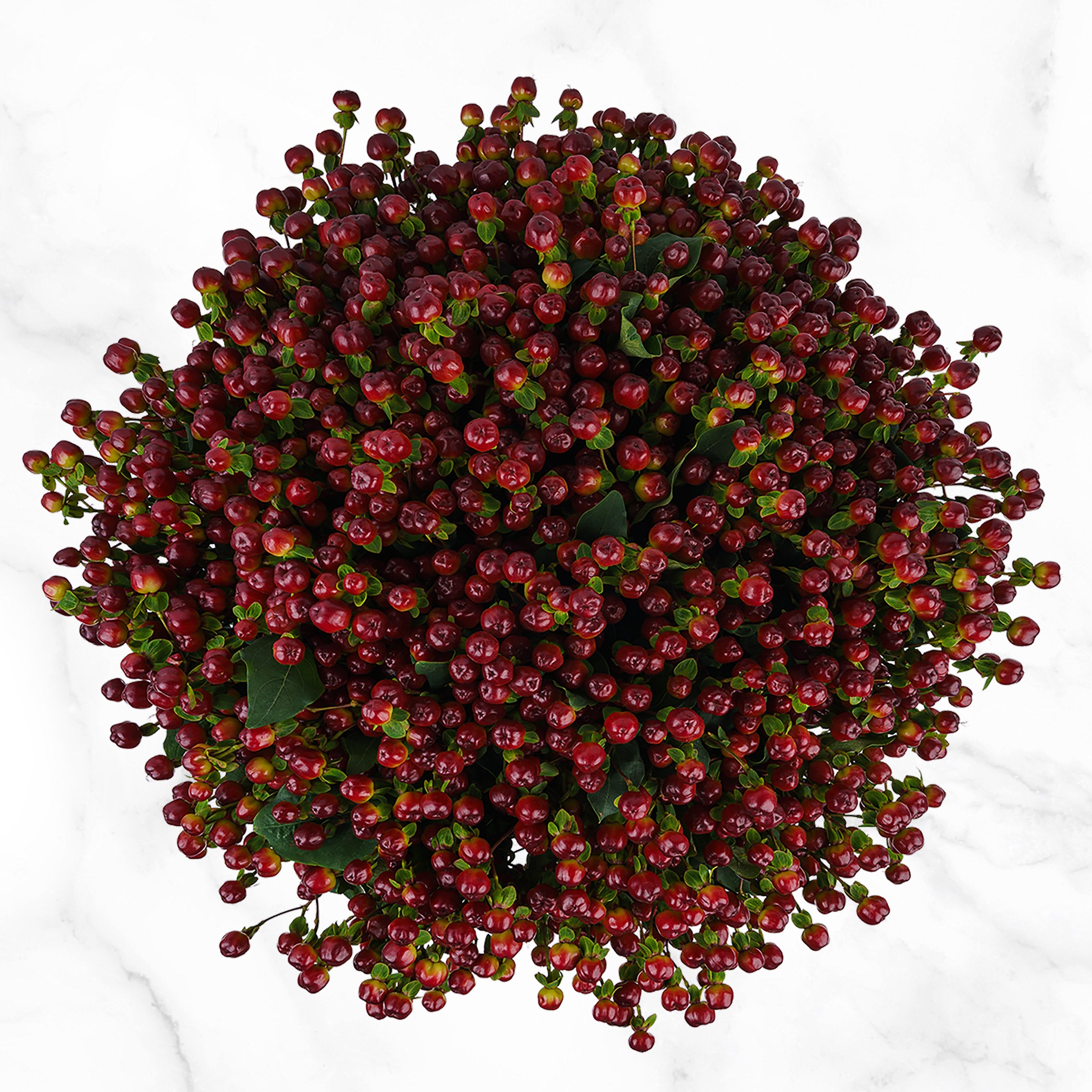 100-stems Hypericum