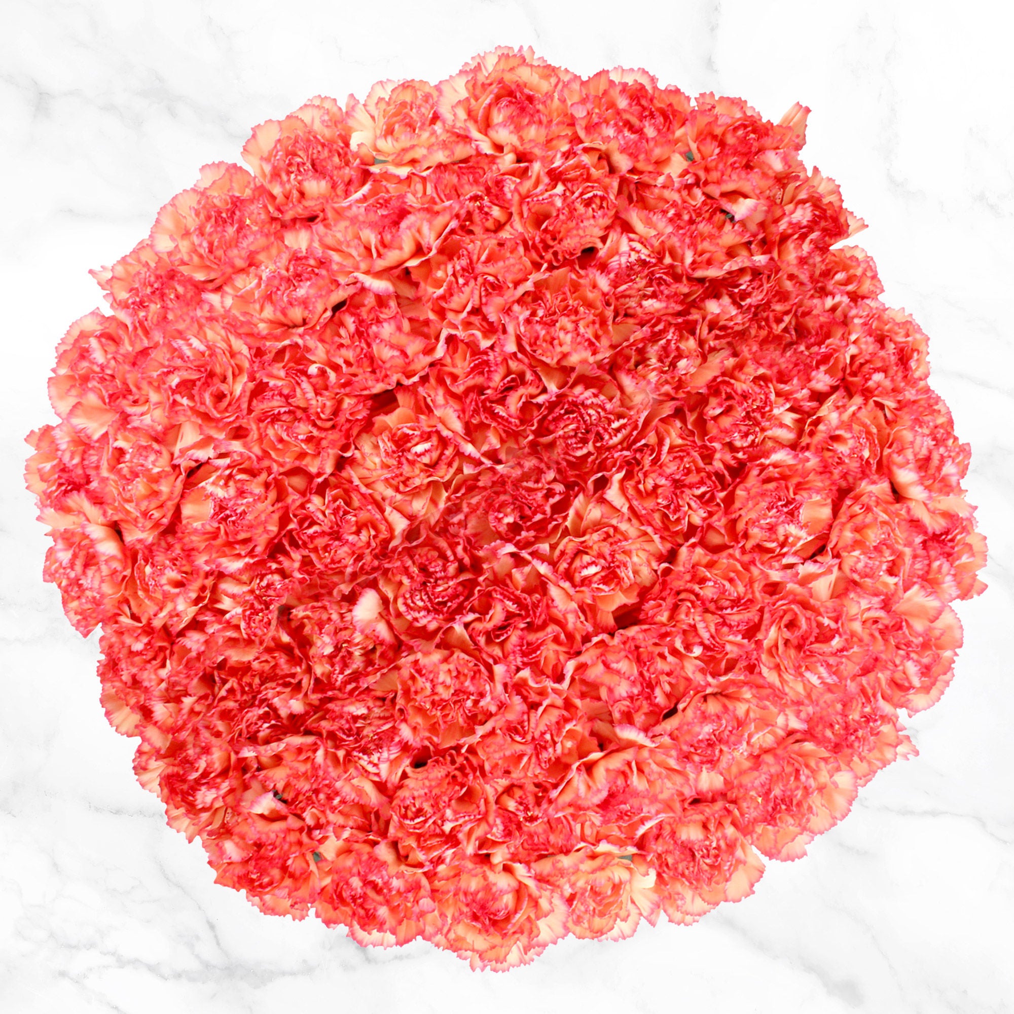 100-stem Carnations