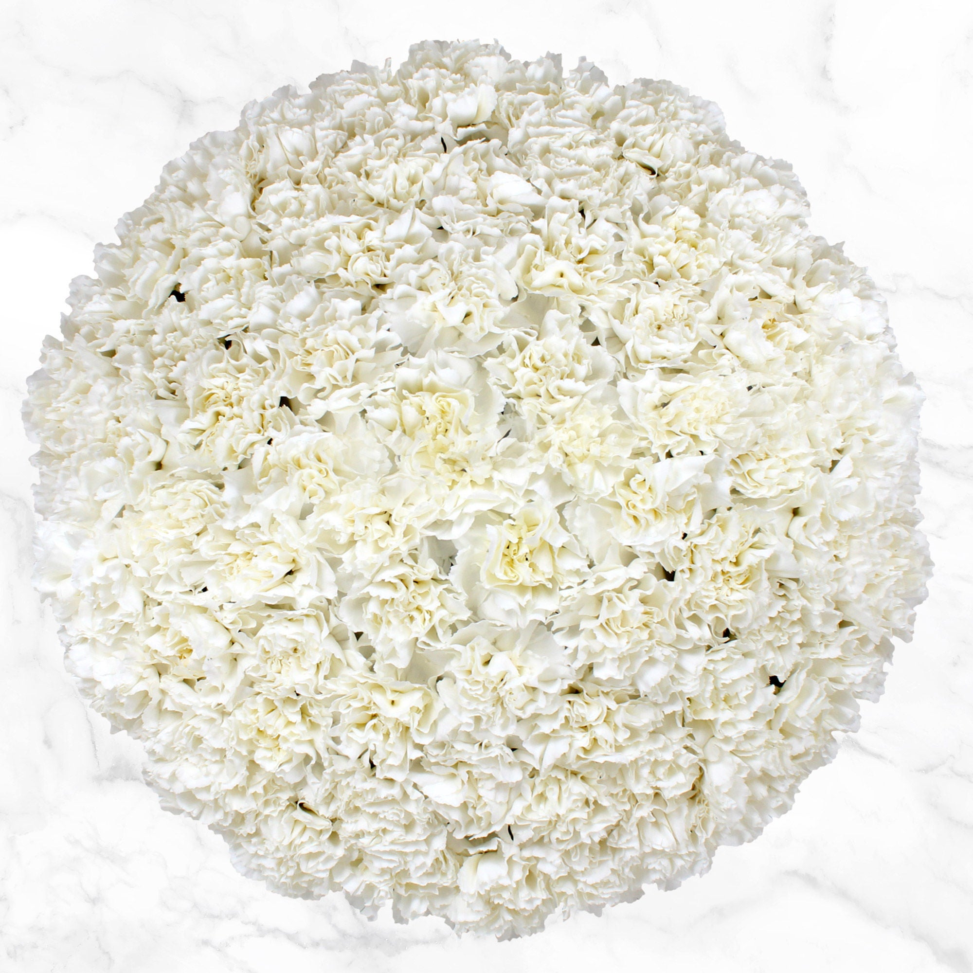100-stem Carnations