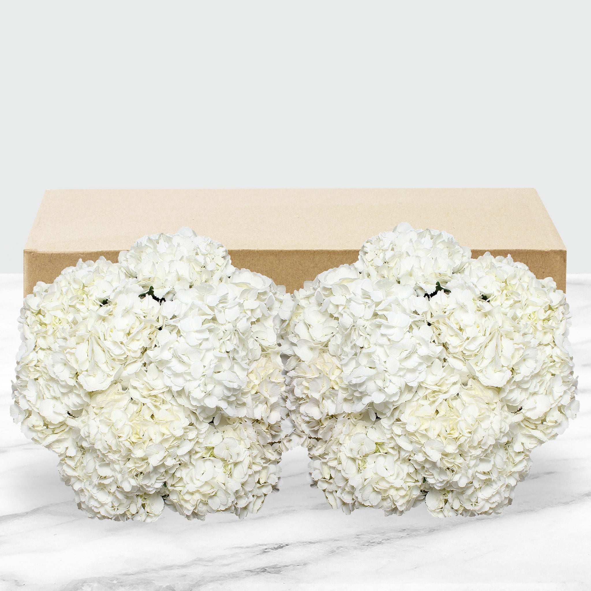 24-stem Hydrangeas