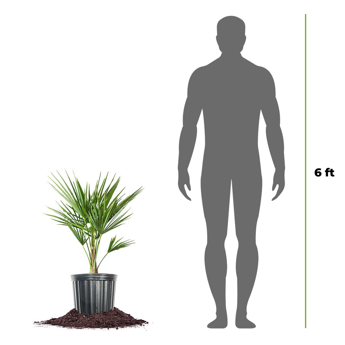 Windmill Palm Tree, 2-pack