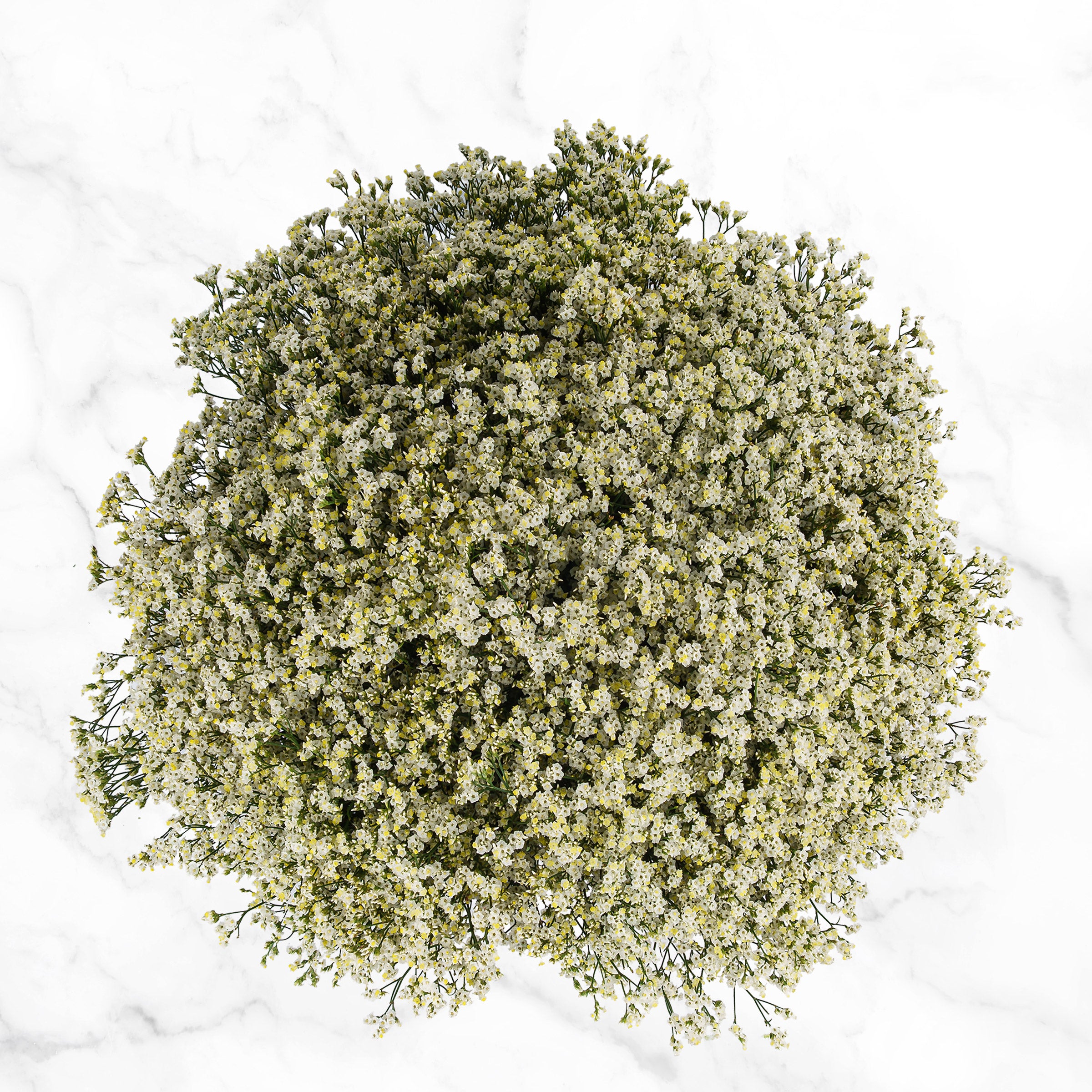 100-Stems Limonium