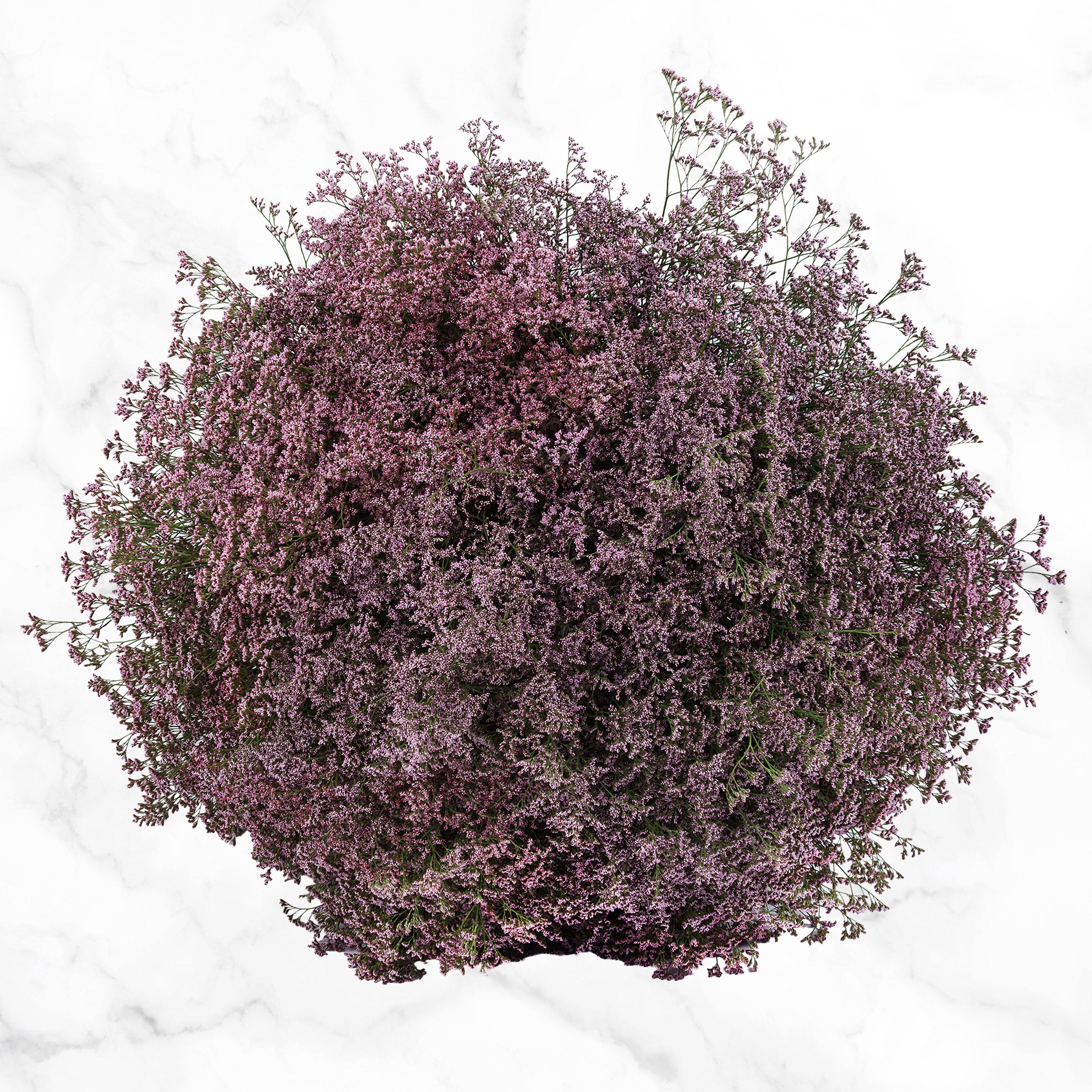 100-Stems Limonium