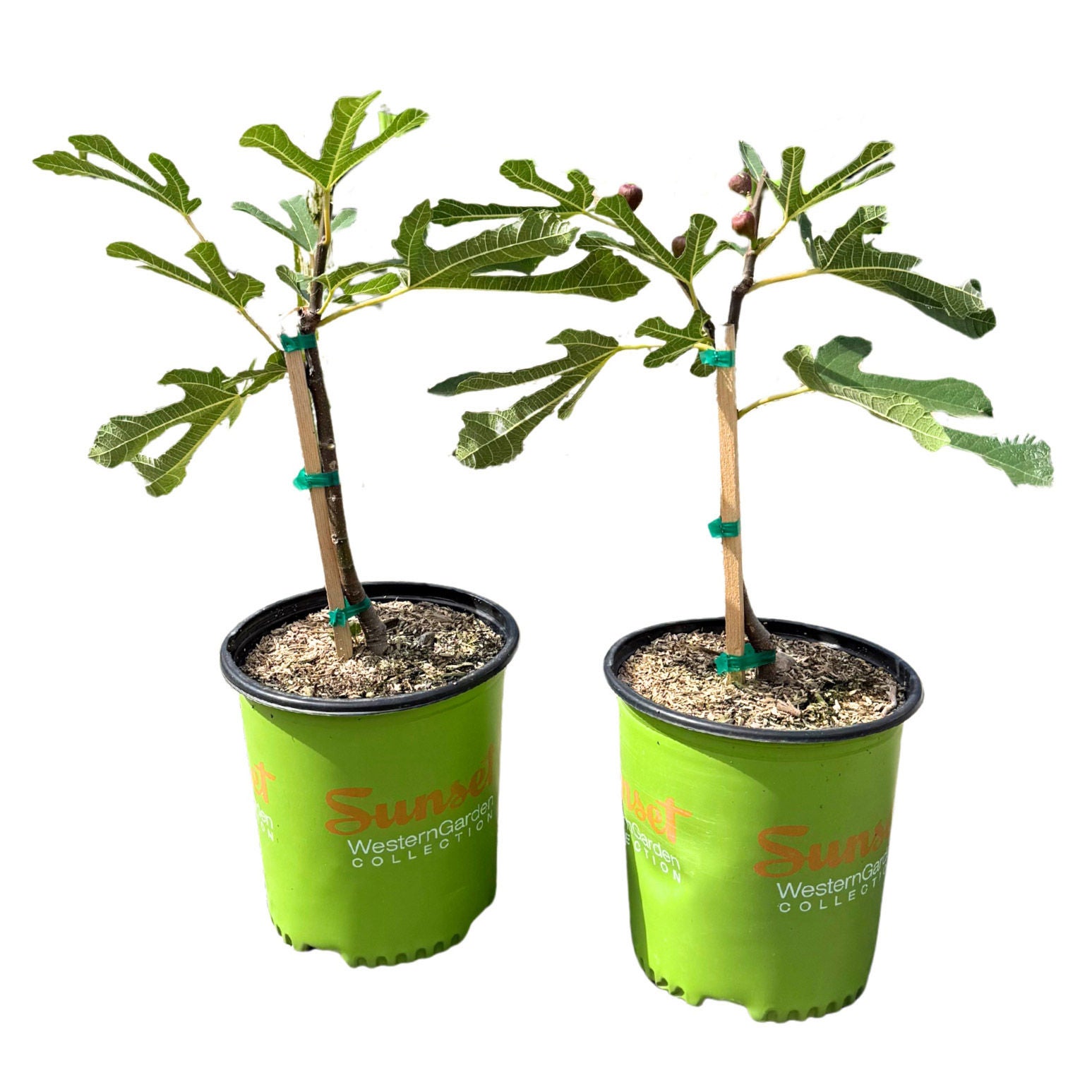 Alder & Oak Little Miss Figgy, 2-pack