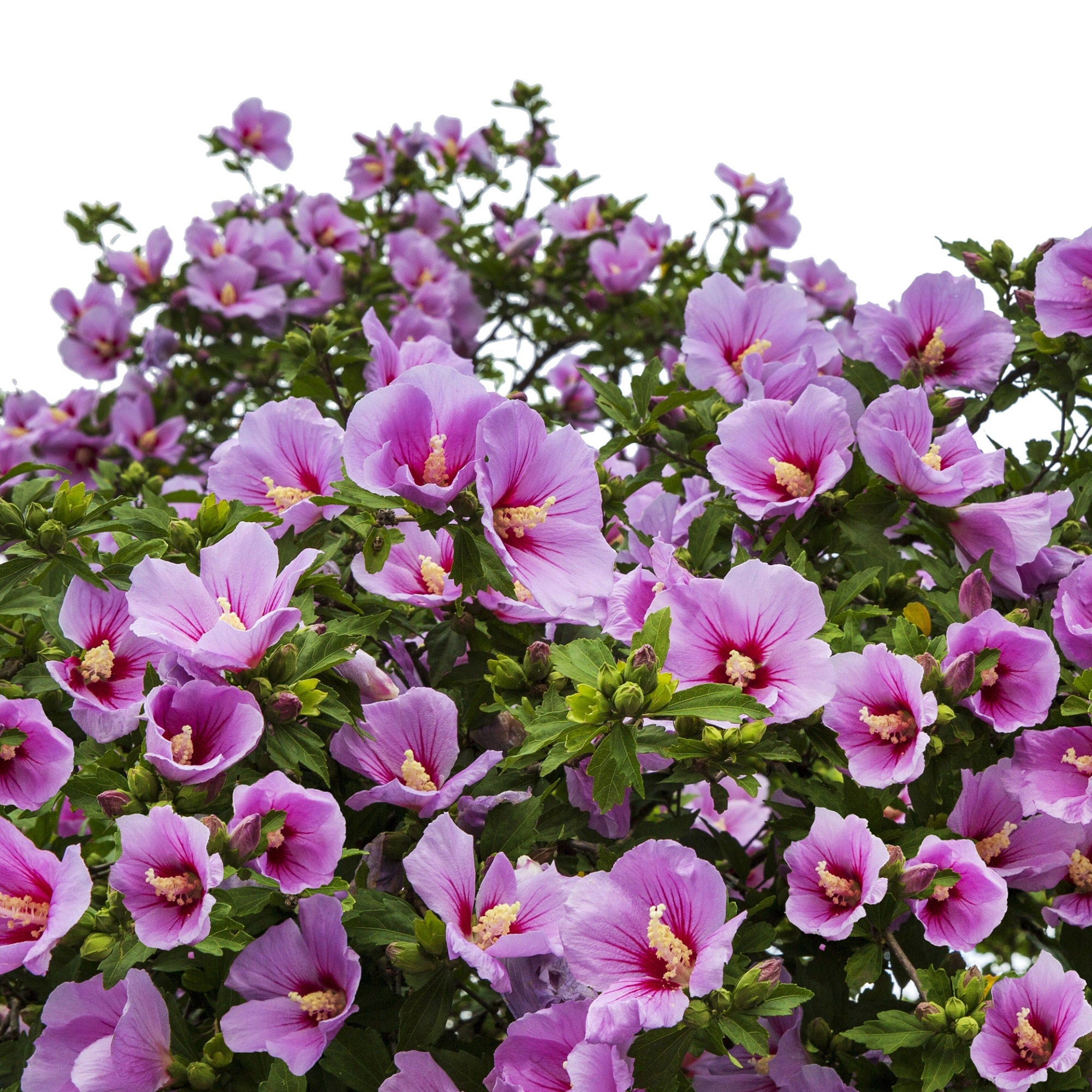 Longfield Gardens Tree Form Shrubs, 2-pack