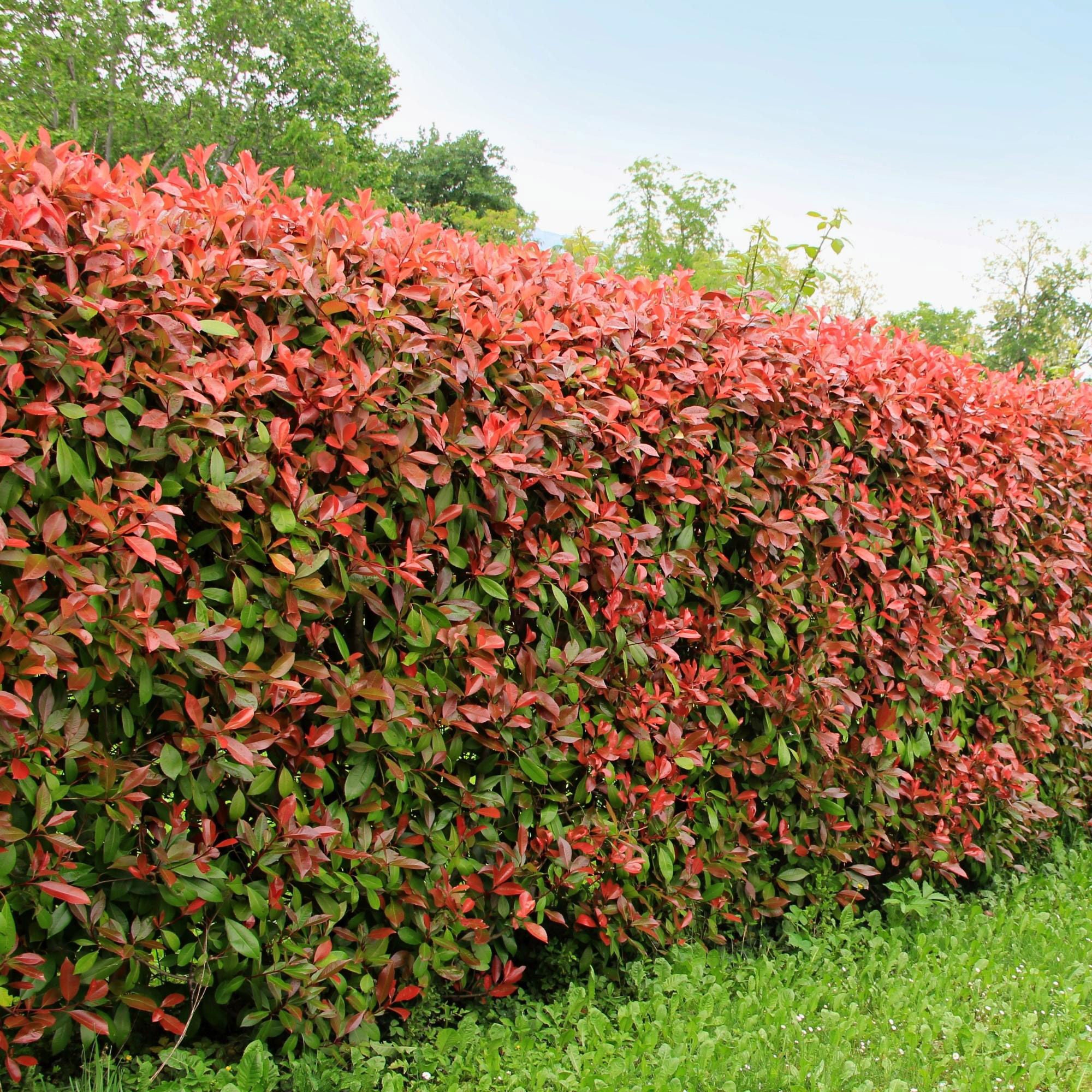 Alder & Oak Red-tip Photinia, 2-pack