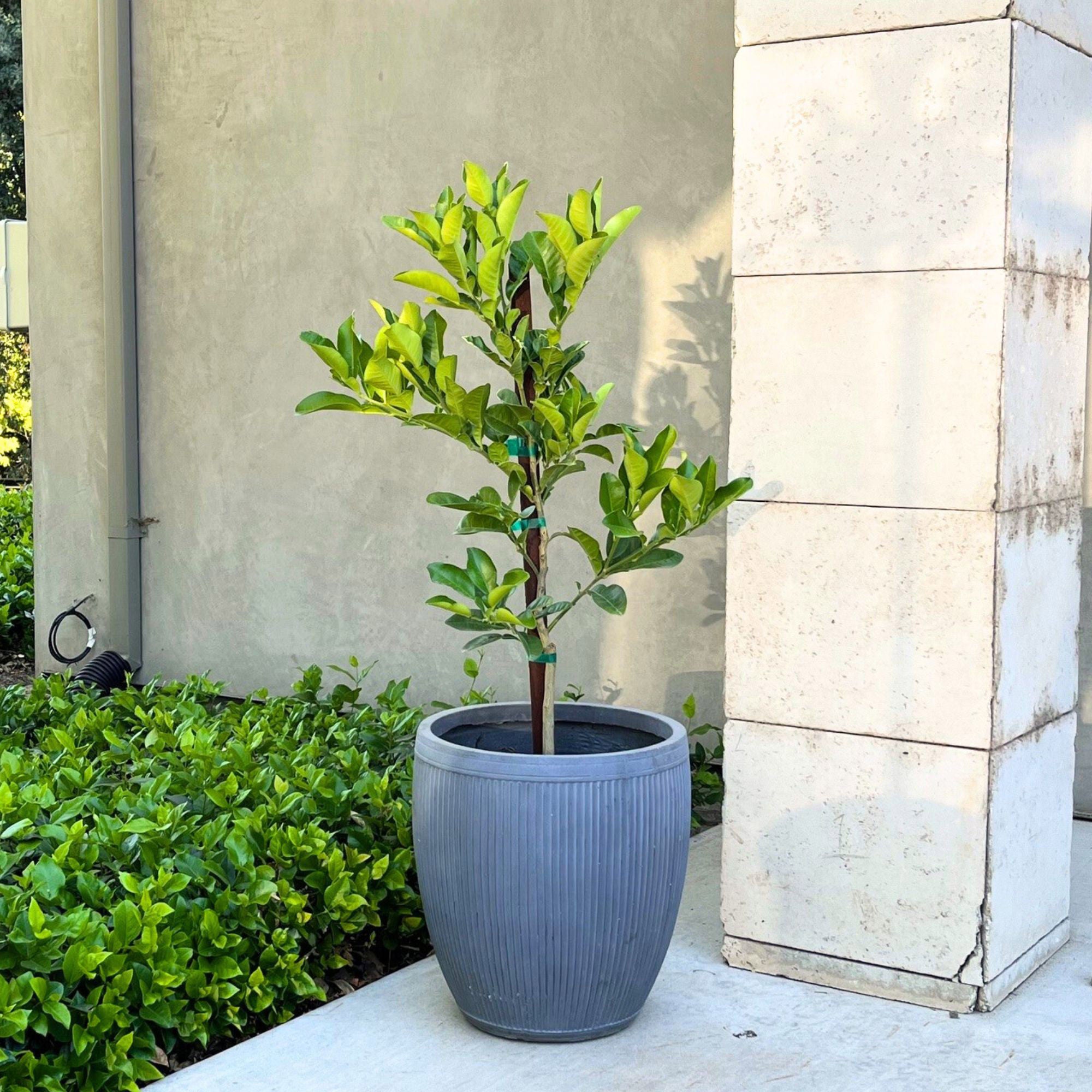 Tahitian Pomelo Semi-Dwarf Tree