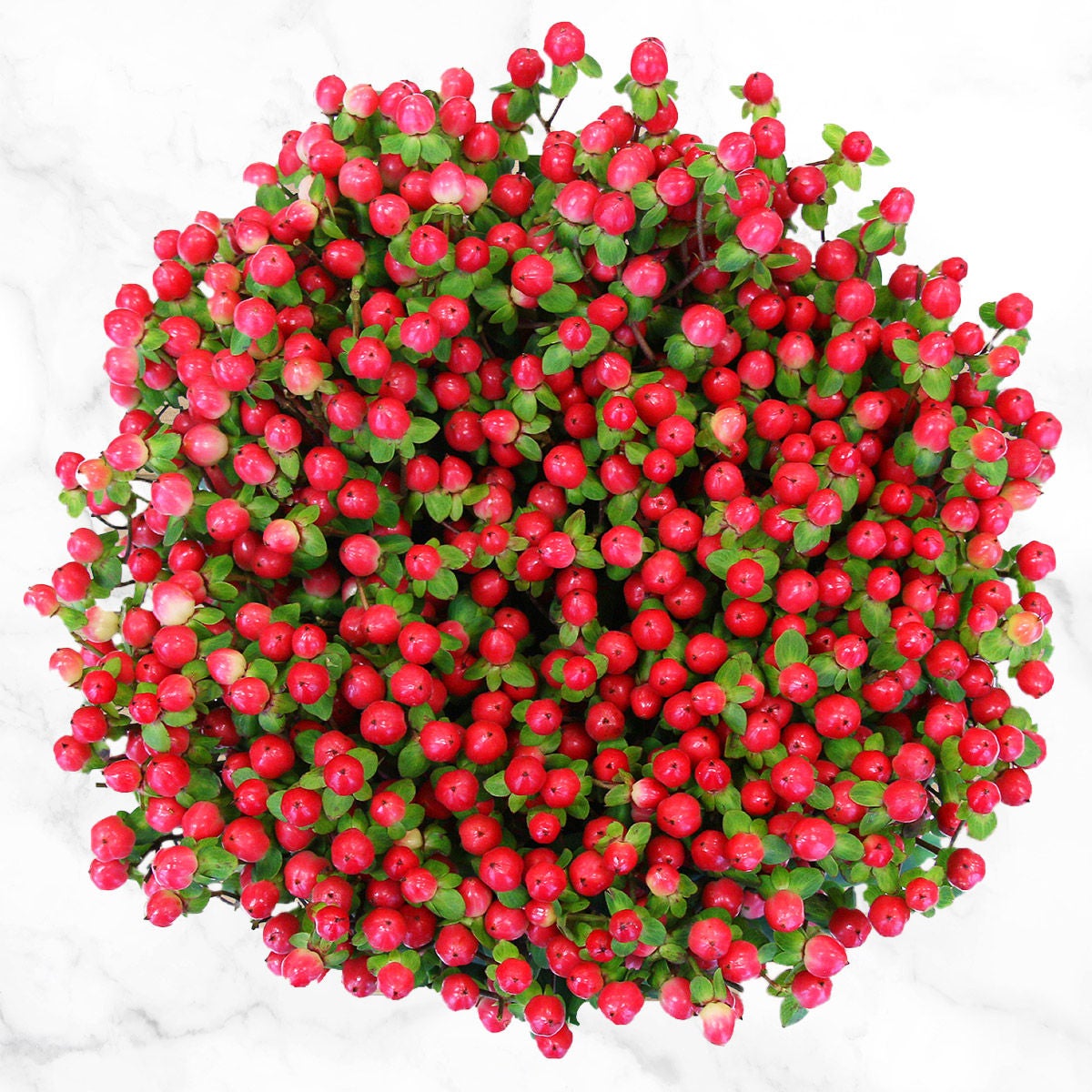 120-stem Hypericum