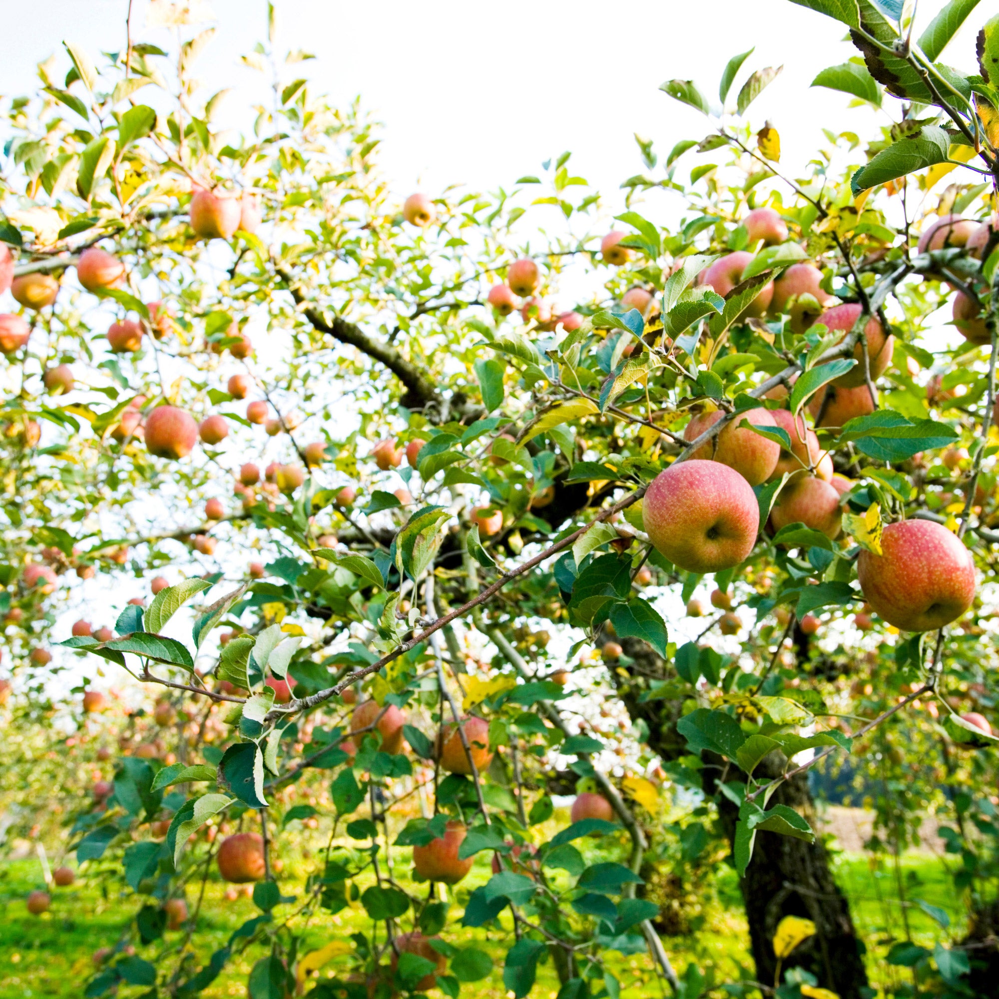 Alder & Oak EZ- Pick Apple Tree