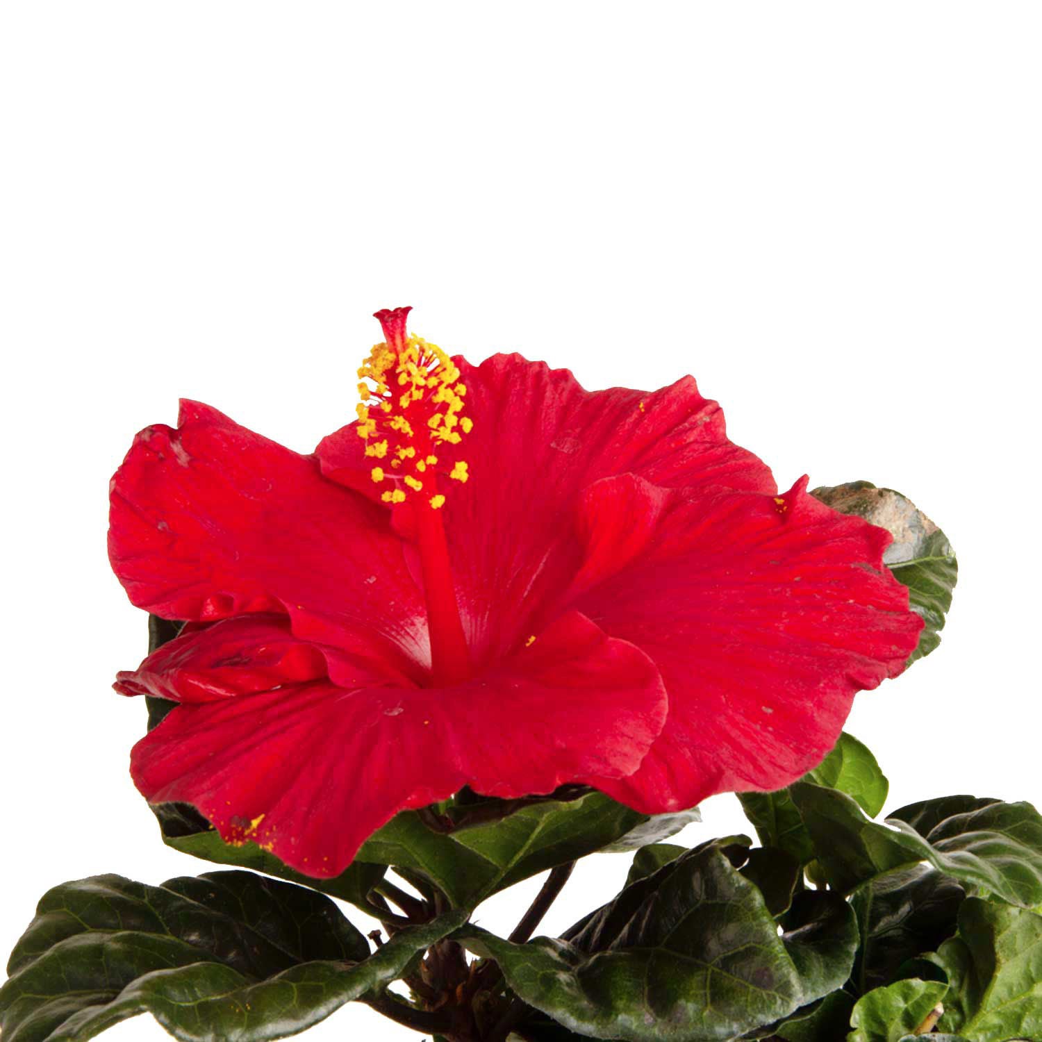 Costa Farms Hibiscus Bush Flowering Plant in Nursery Pot, 2-pack