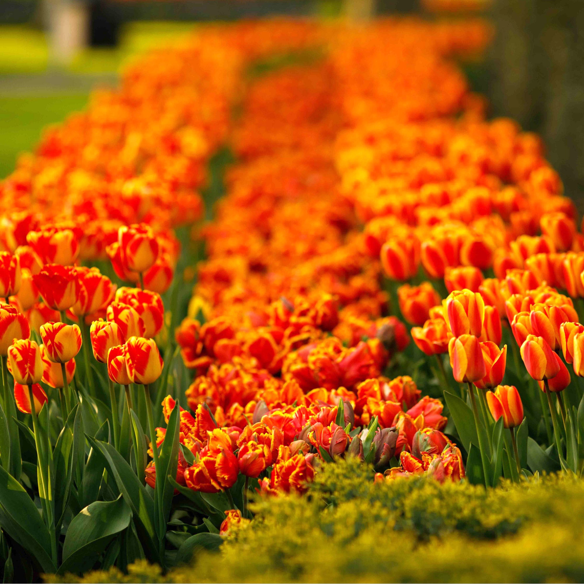 Red and Yellow Tulips