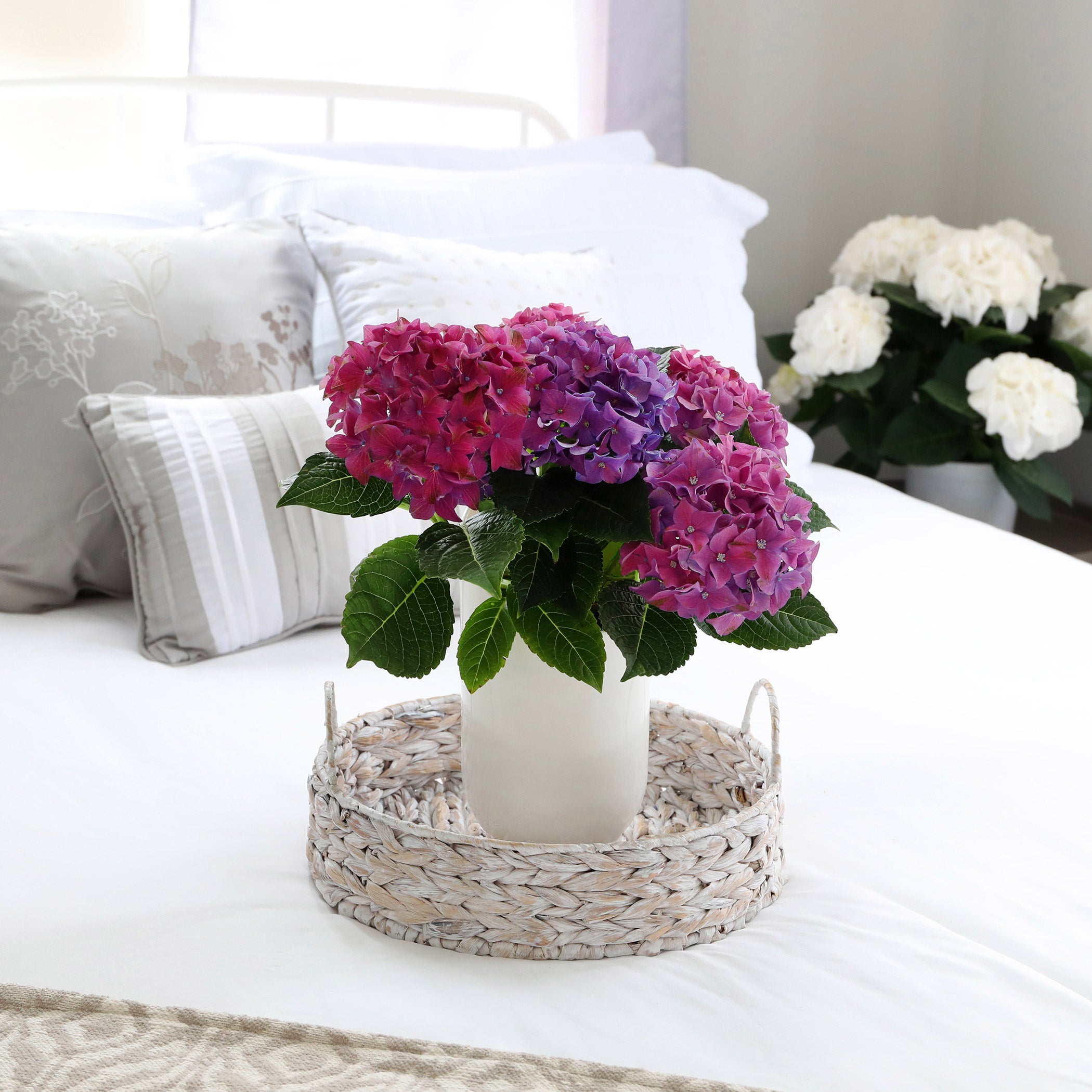 5” Live Hydrangea in White Floramax Pot – Assorted Colors