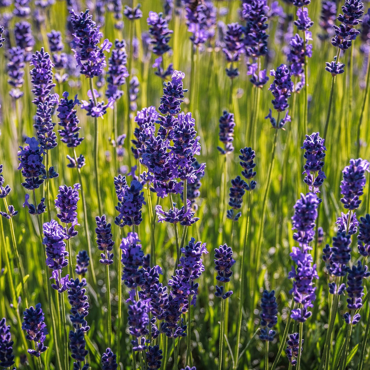 Alder & Oak #01 Lavender Munstead 4-Pack