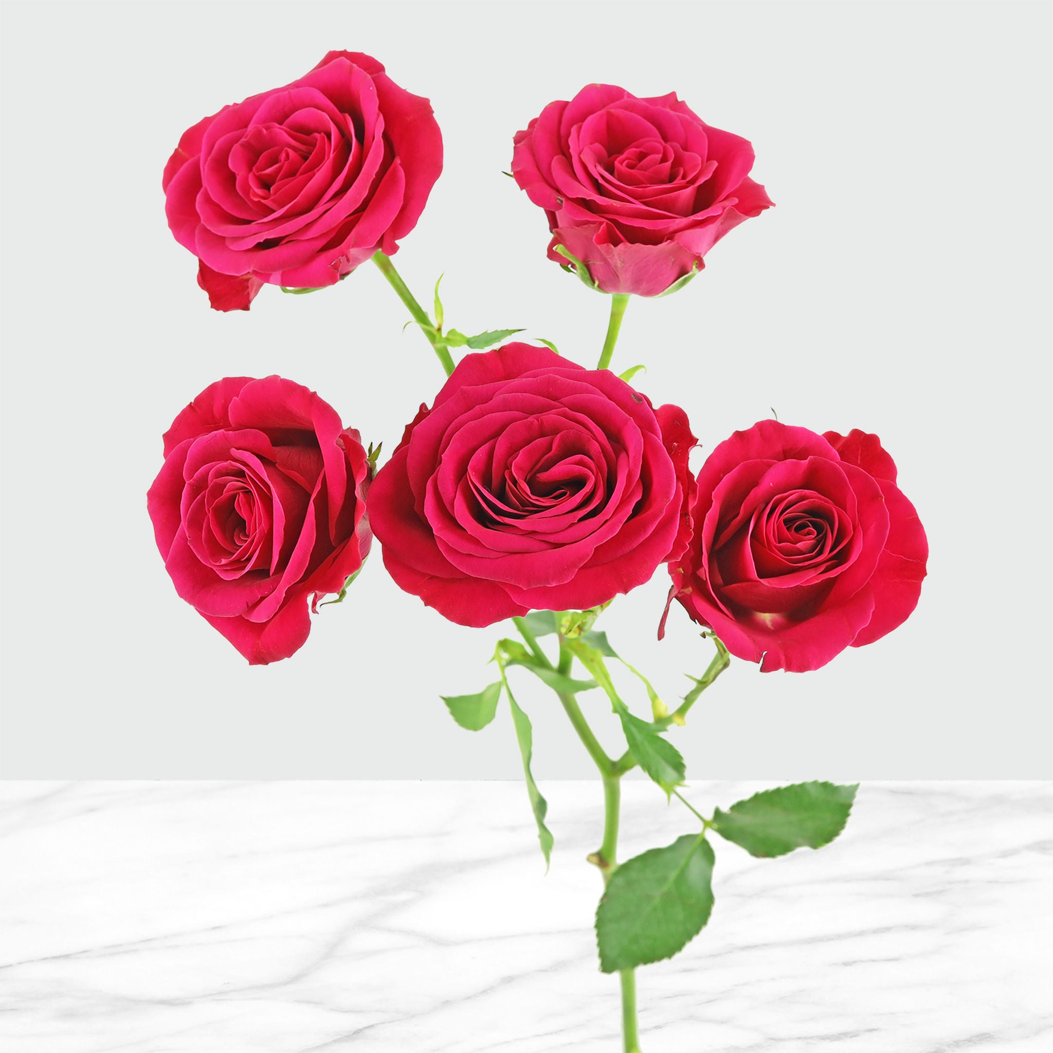 50-stem Spray Roses