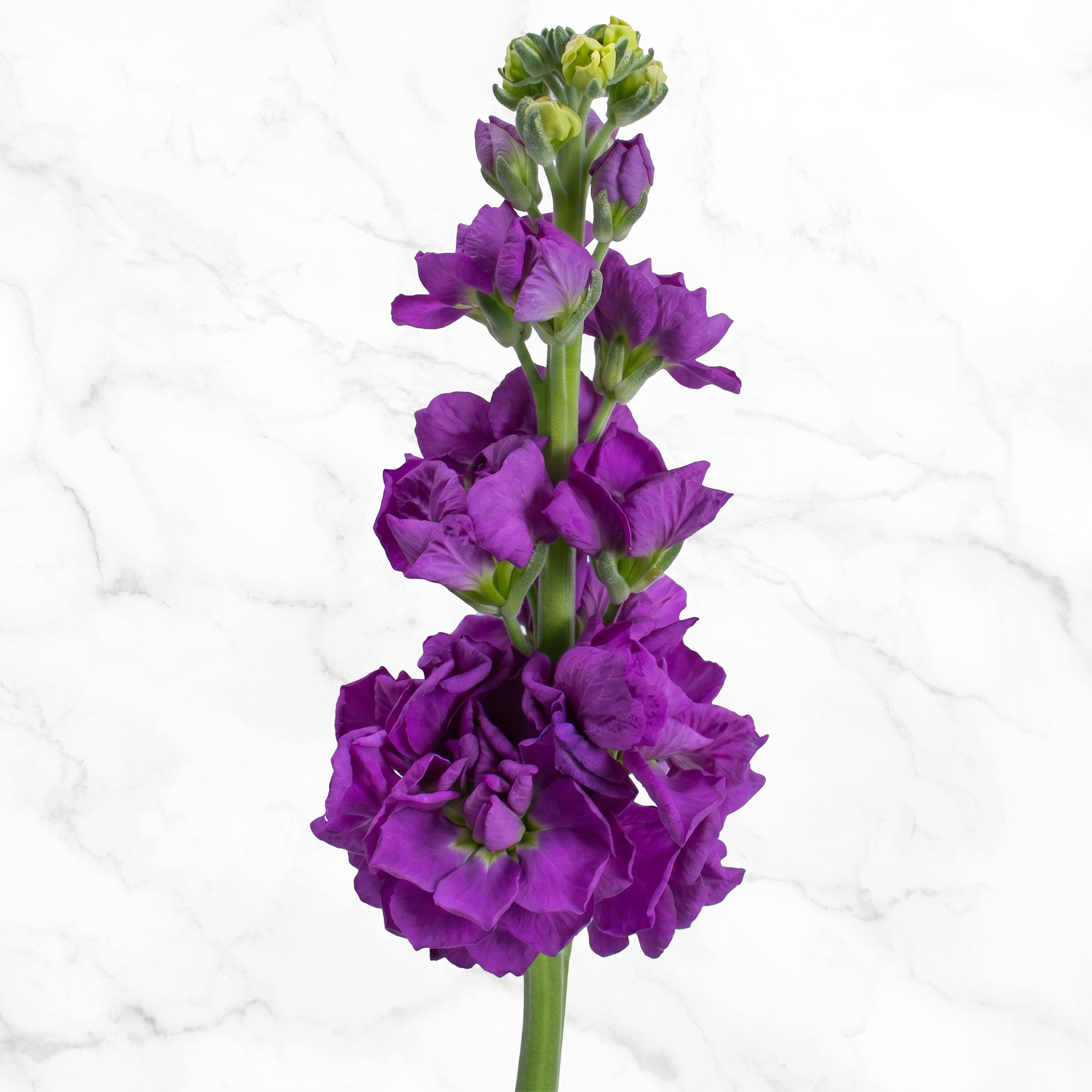 Bulk Flowers Stock, 100-Stems