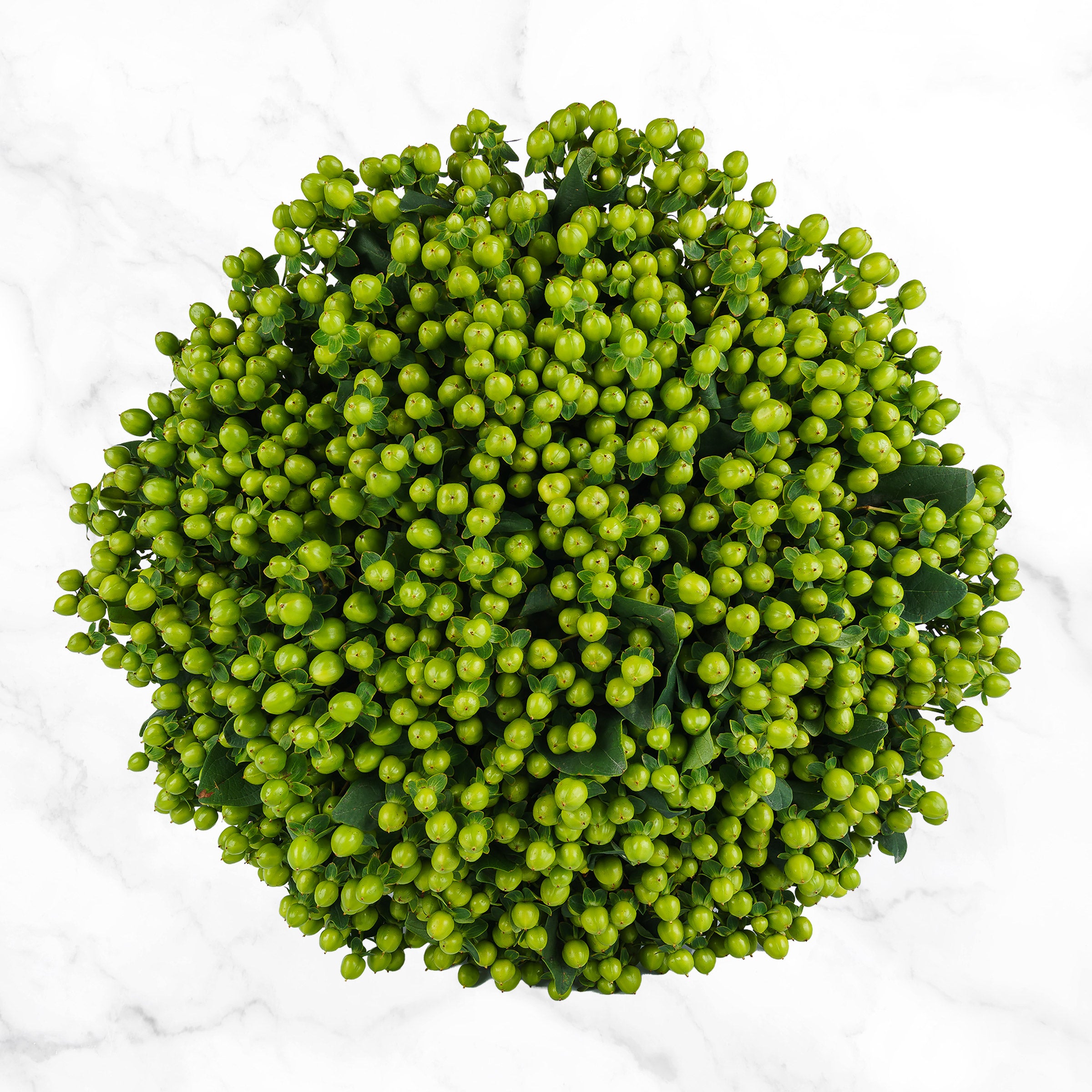 100-stems Hypericum
