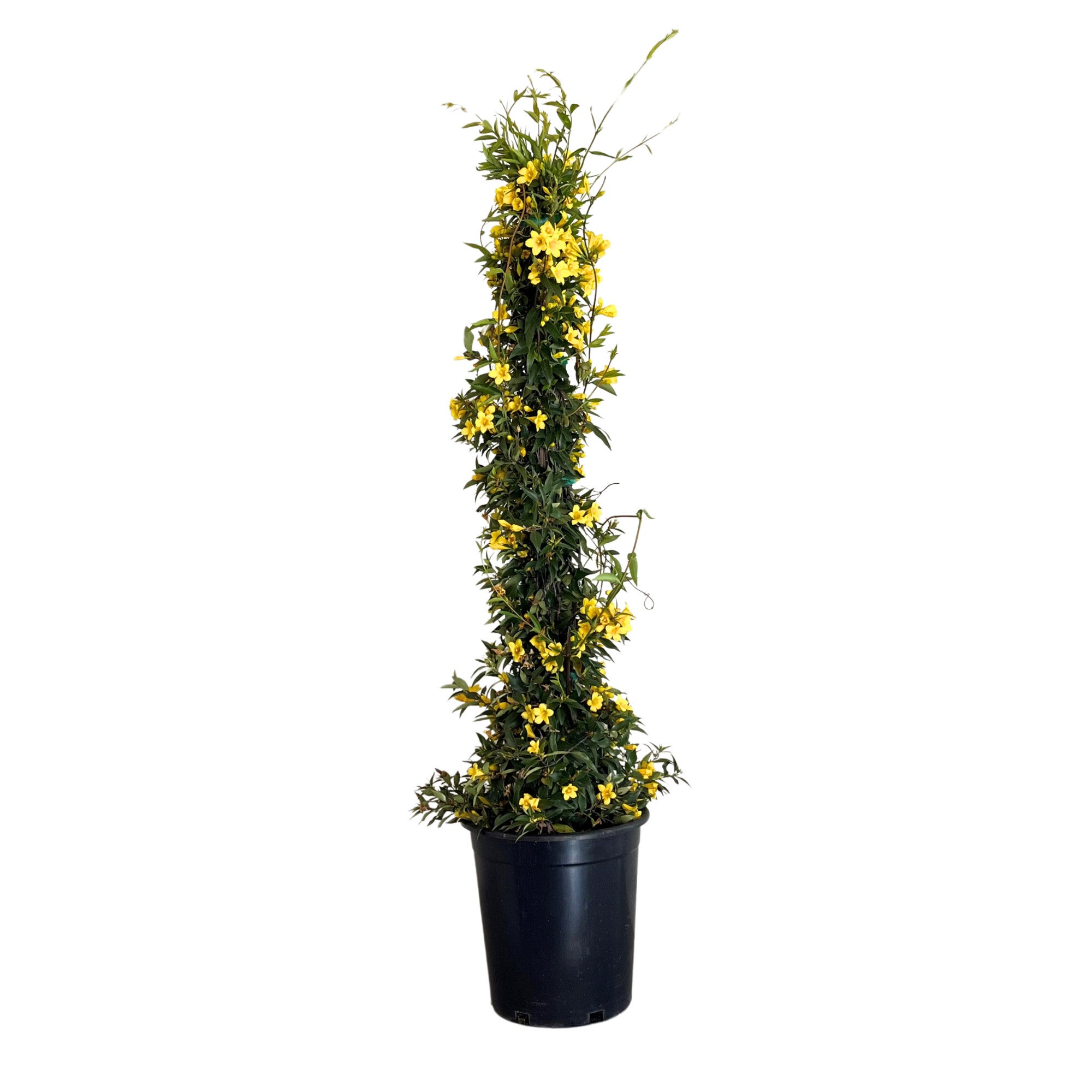 Alder & Oak Star Yellow Jessamine Staked