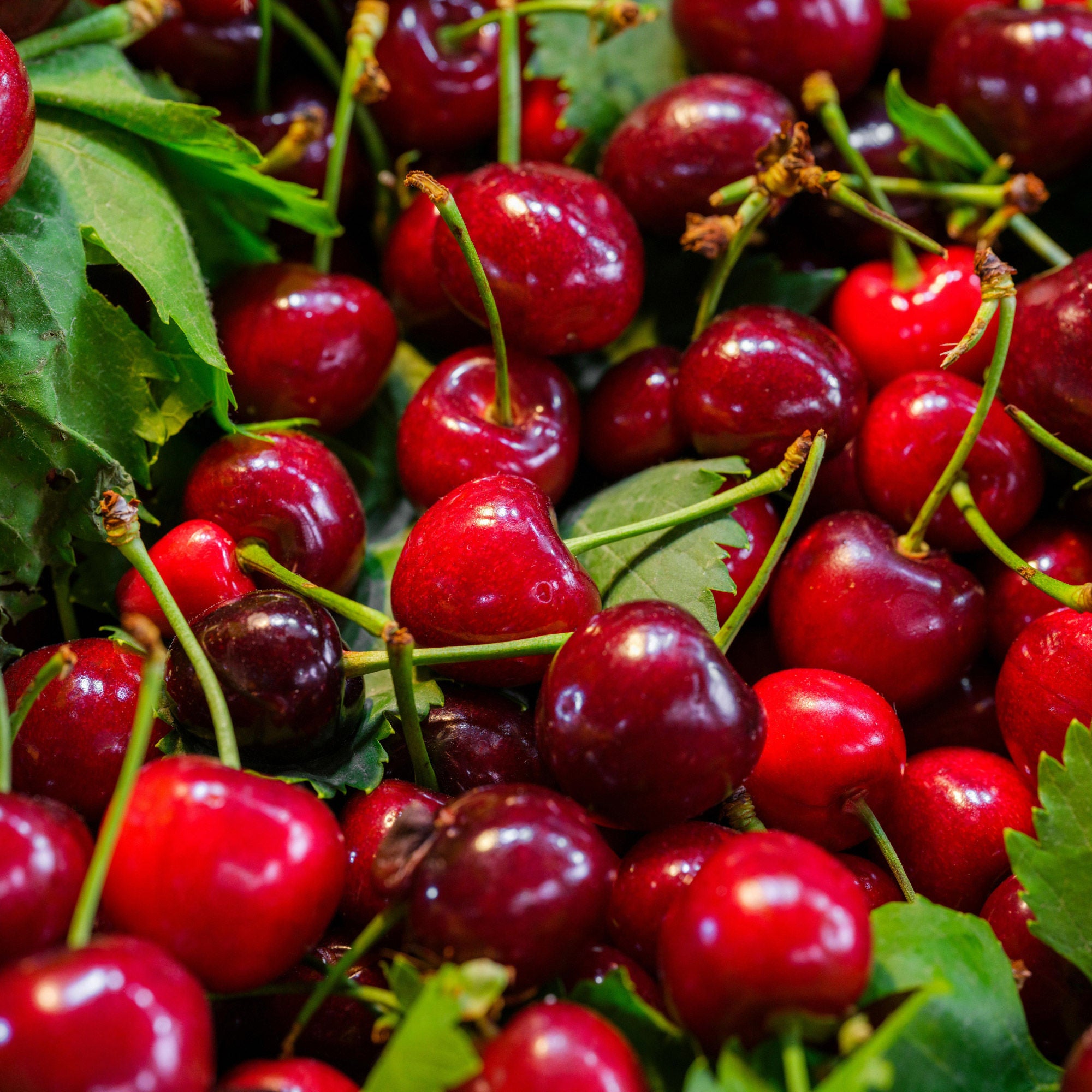 Alder & Oak EZ- Pick Cherry Tree