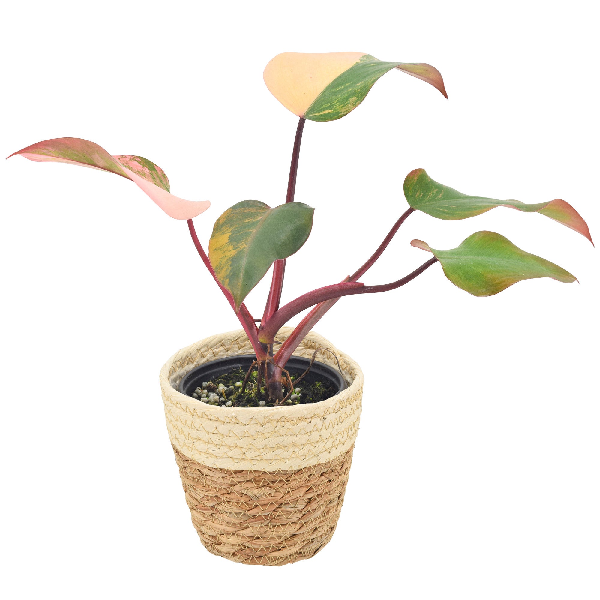 4" Strawberry Shake in Woven Basket