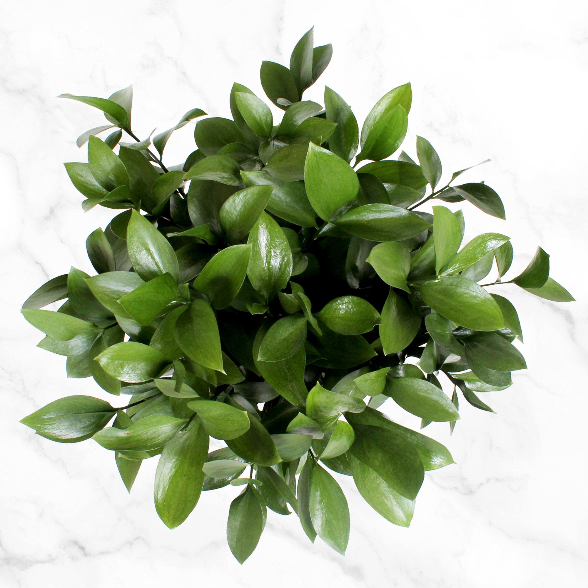 100-stem Assorted Green Fillers