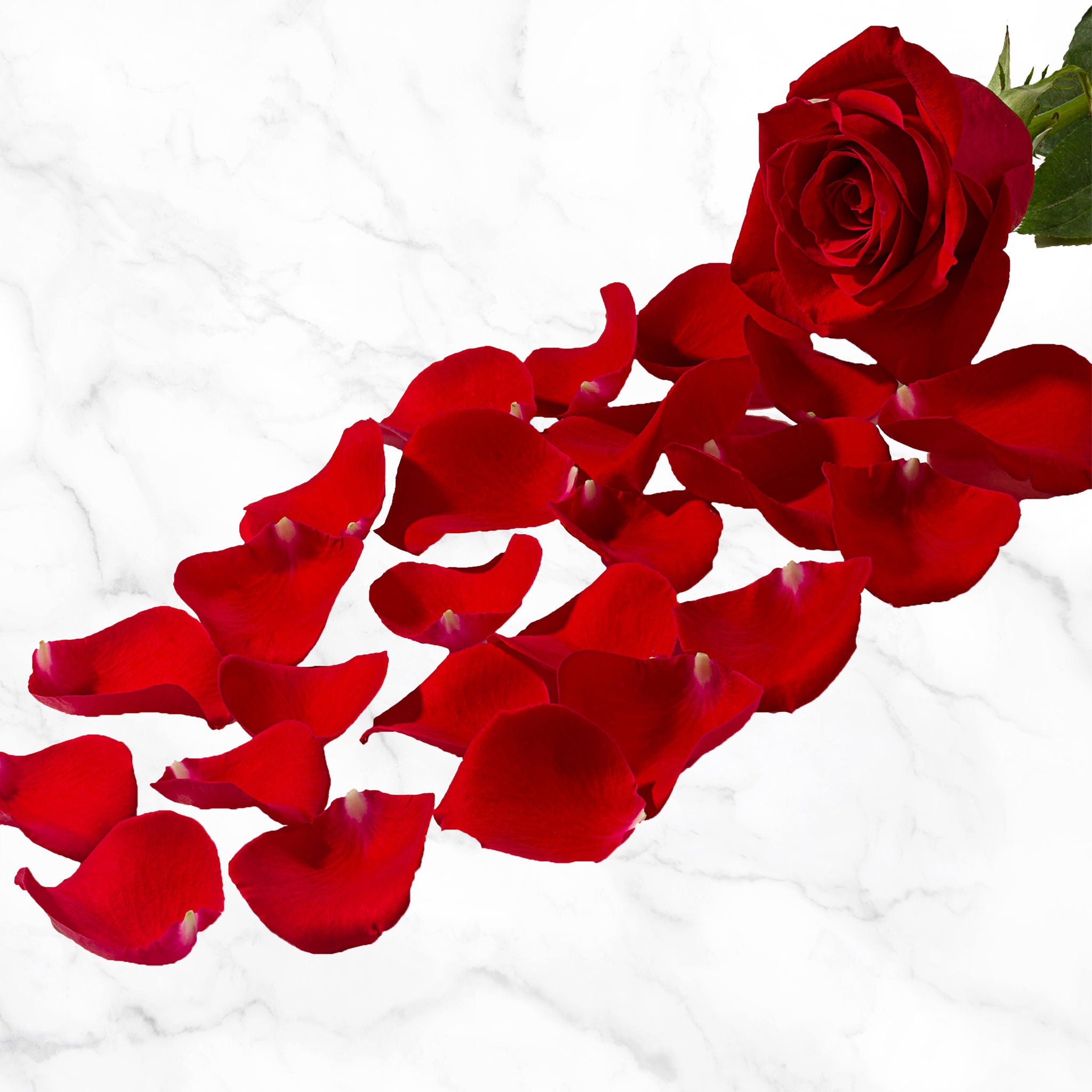 Rose Petals