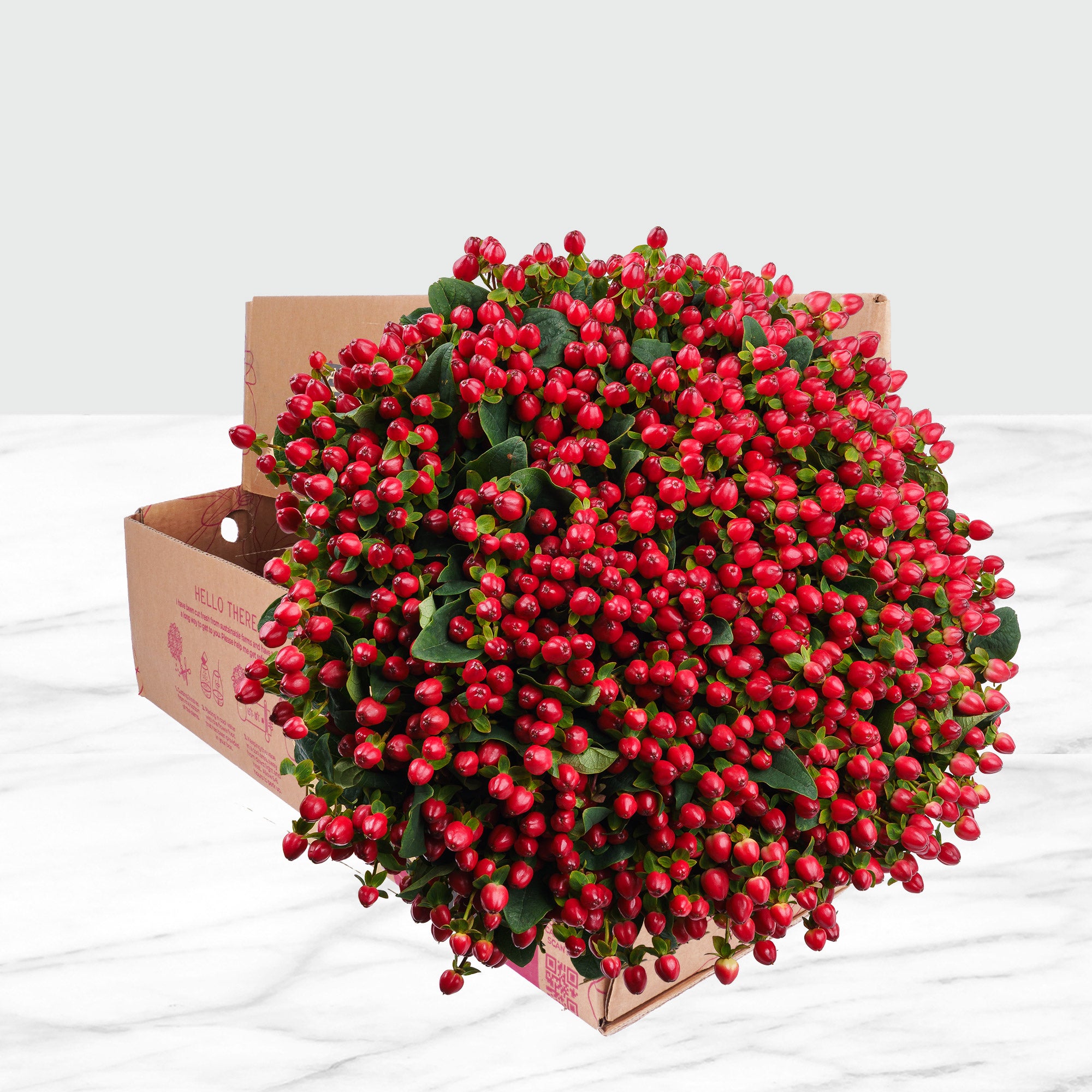 100-stems Hypericum