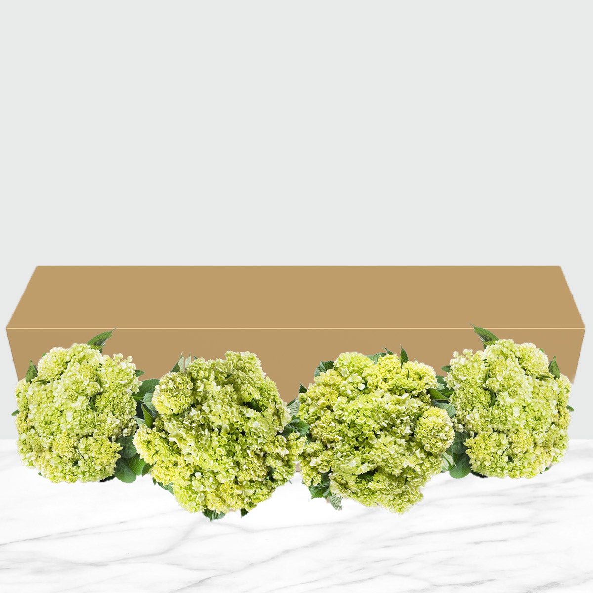 40-stem Mini Green Hydrangeas