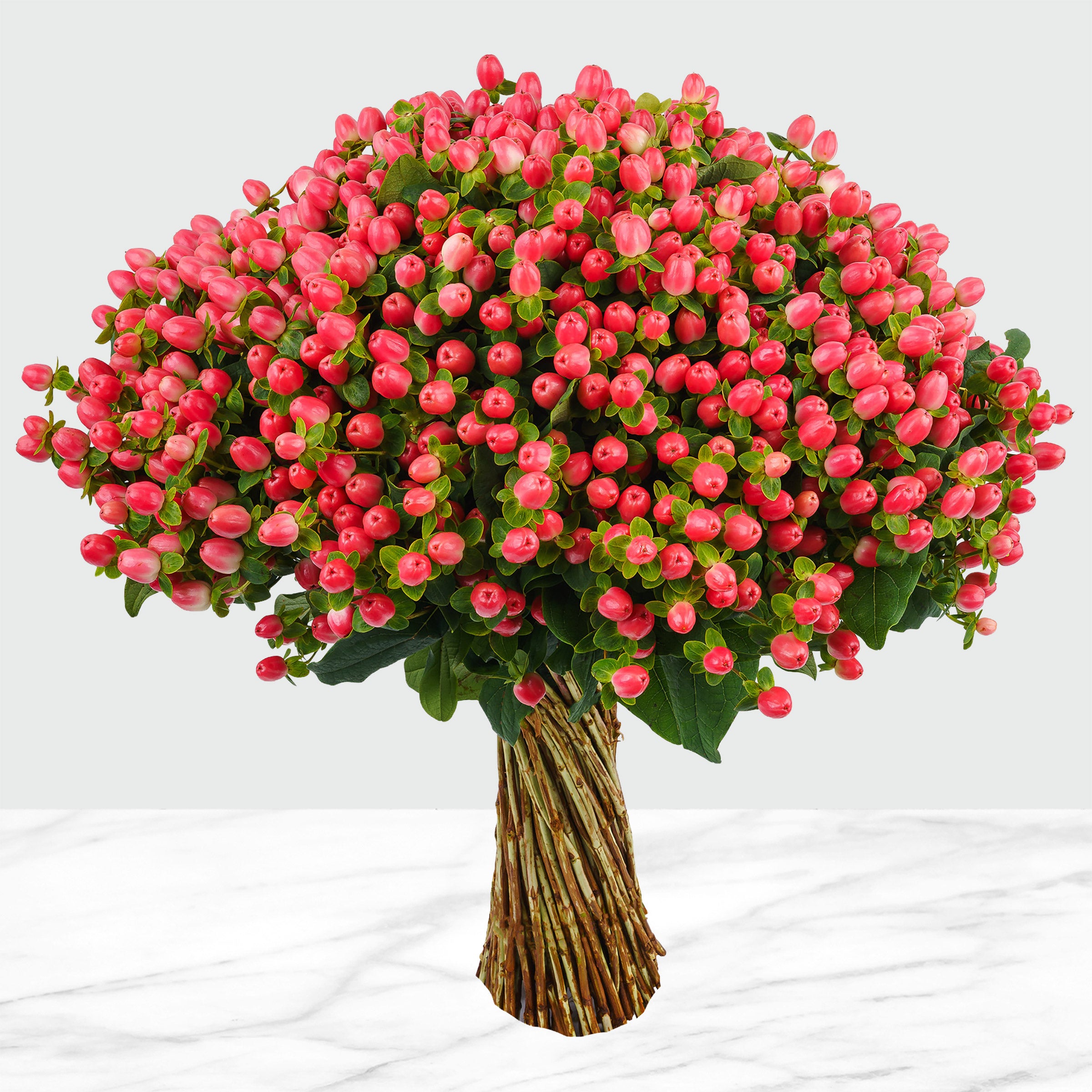 100-stems Hypericum