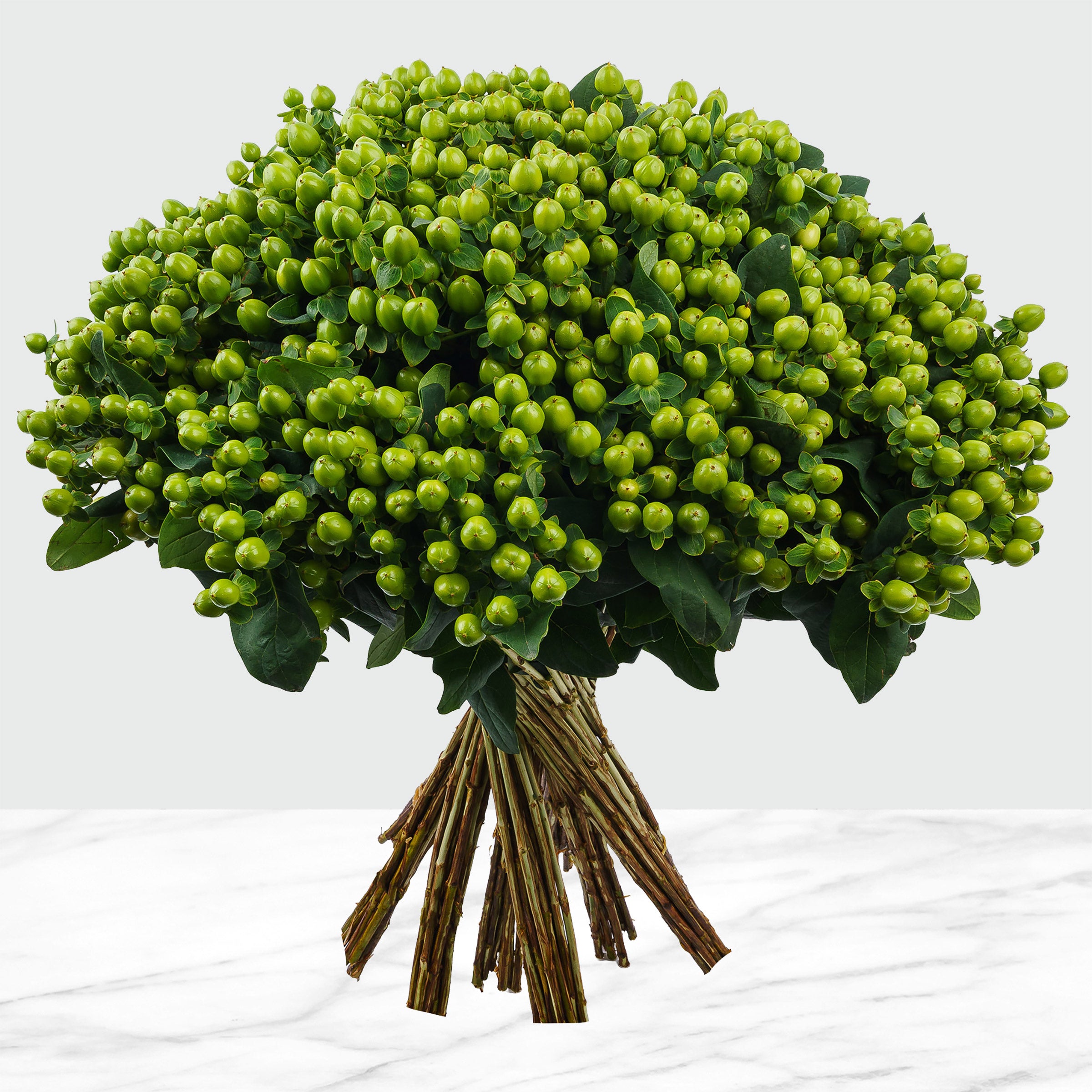 100-stems Hypericum