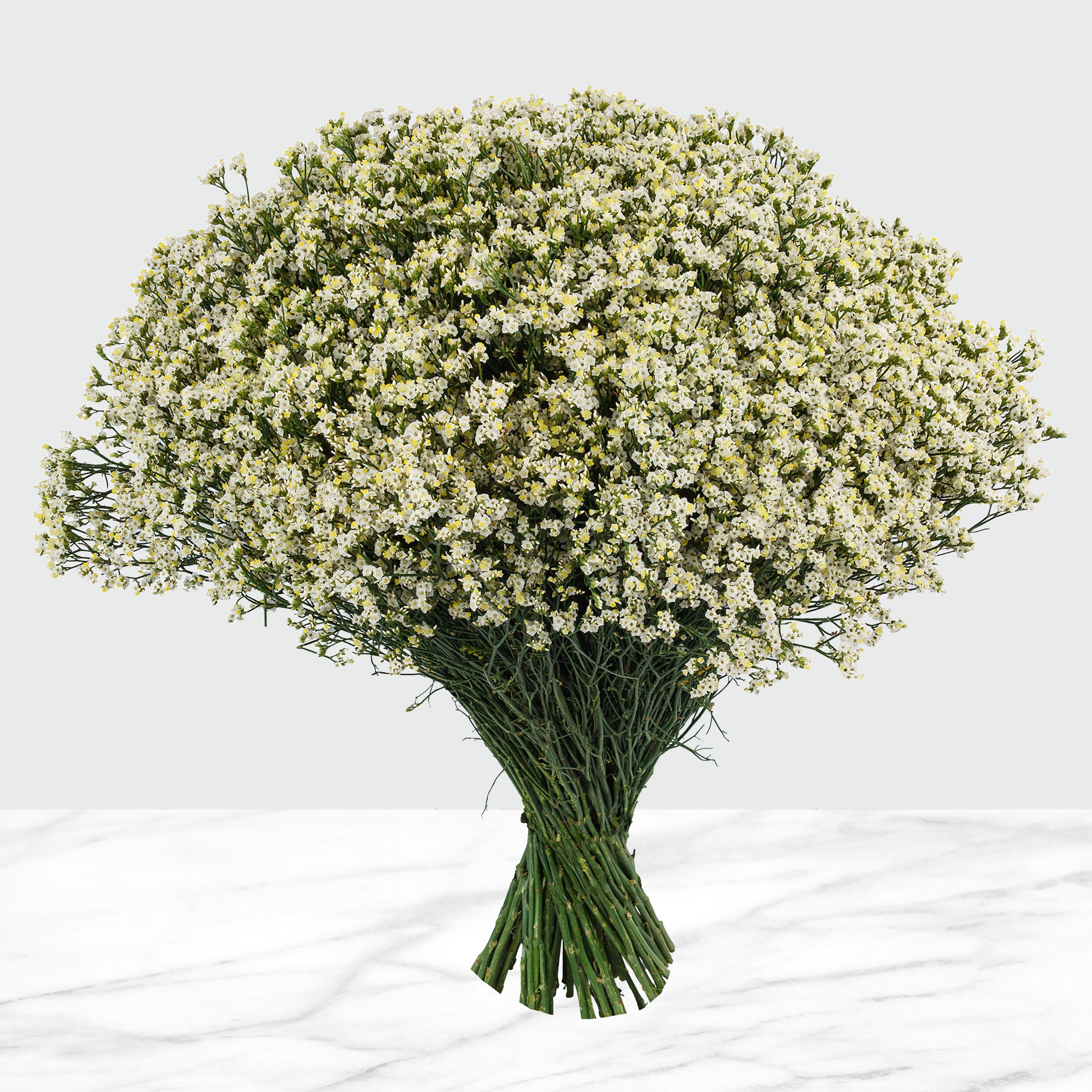 100-Stems Limonium