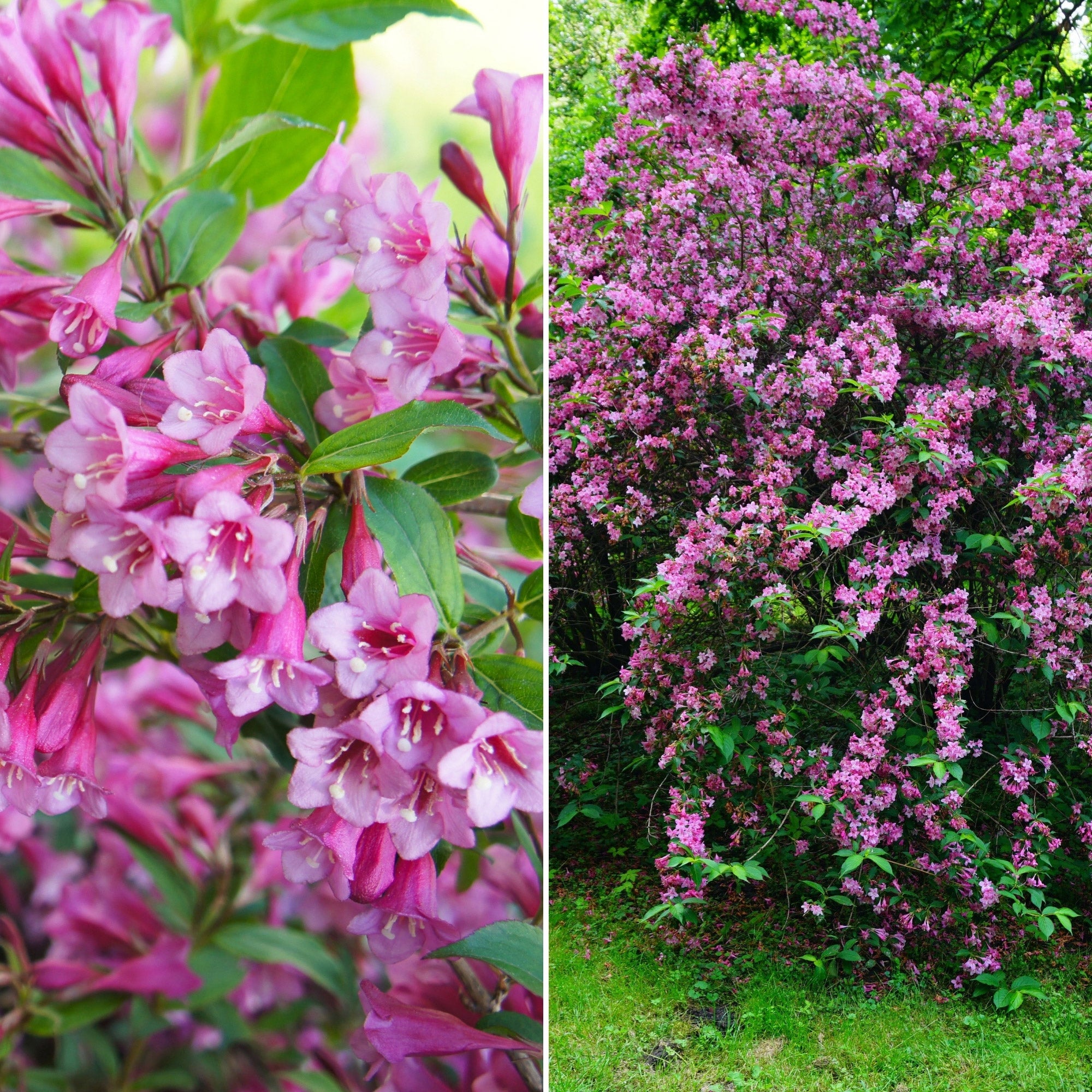 Pink Weigela- Flowering Shrub, 3 or 5 Pack, 18-24” Bareroot