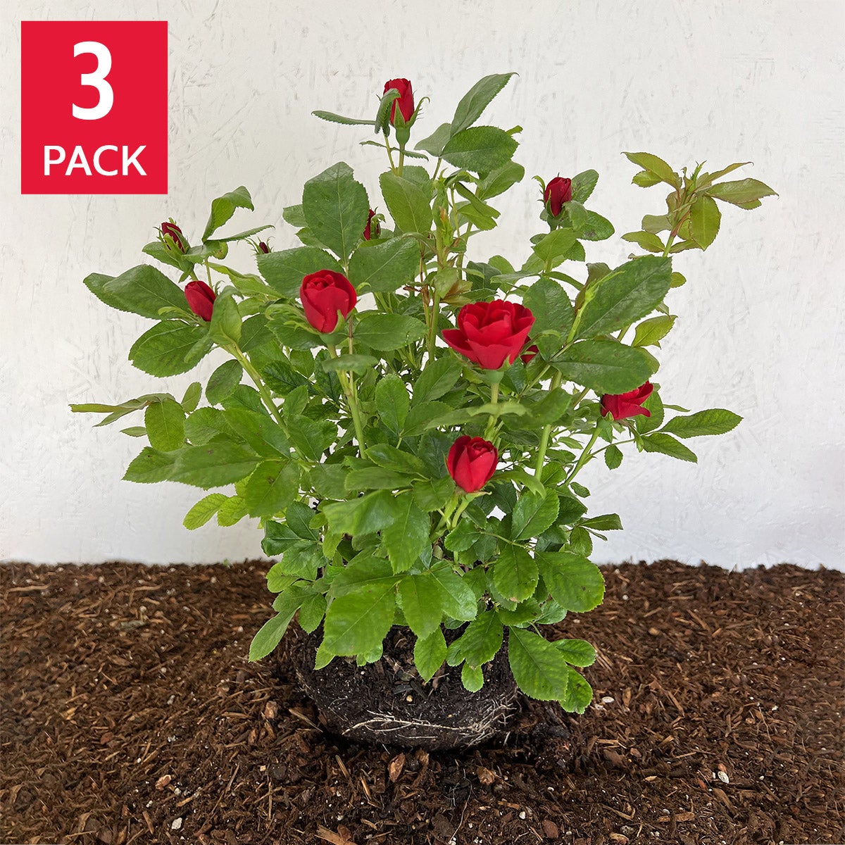 Rose Petite Knock Out, 3-pack