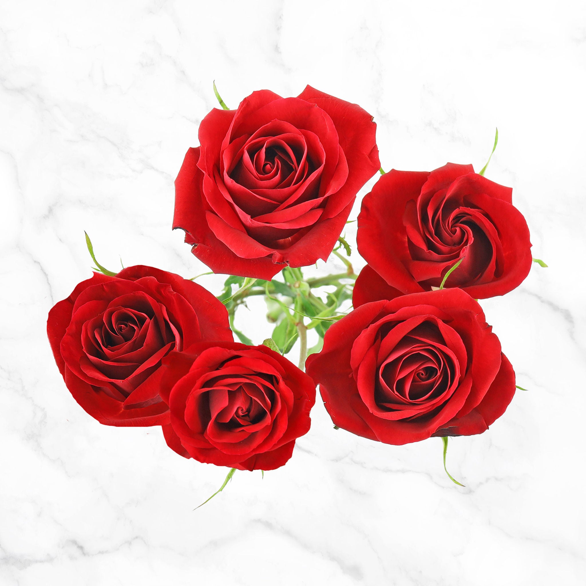 50-stem Spray Roses