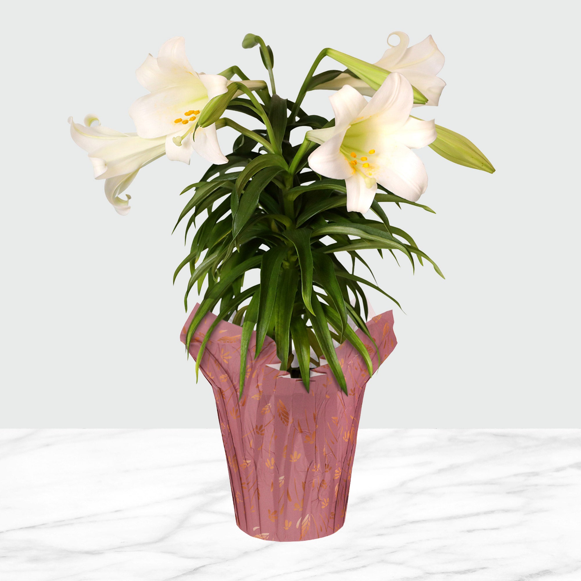 6” Live Decorative Easter Lily in Briony Pot Cover – Spring Gift Plant