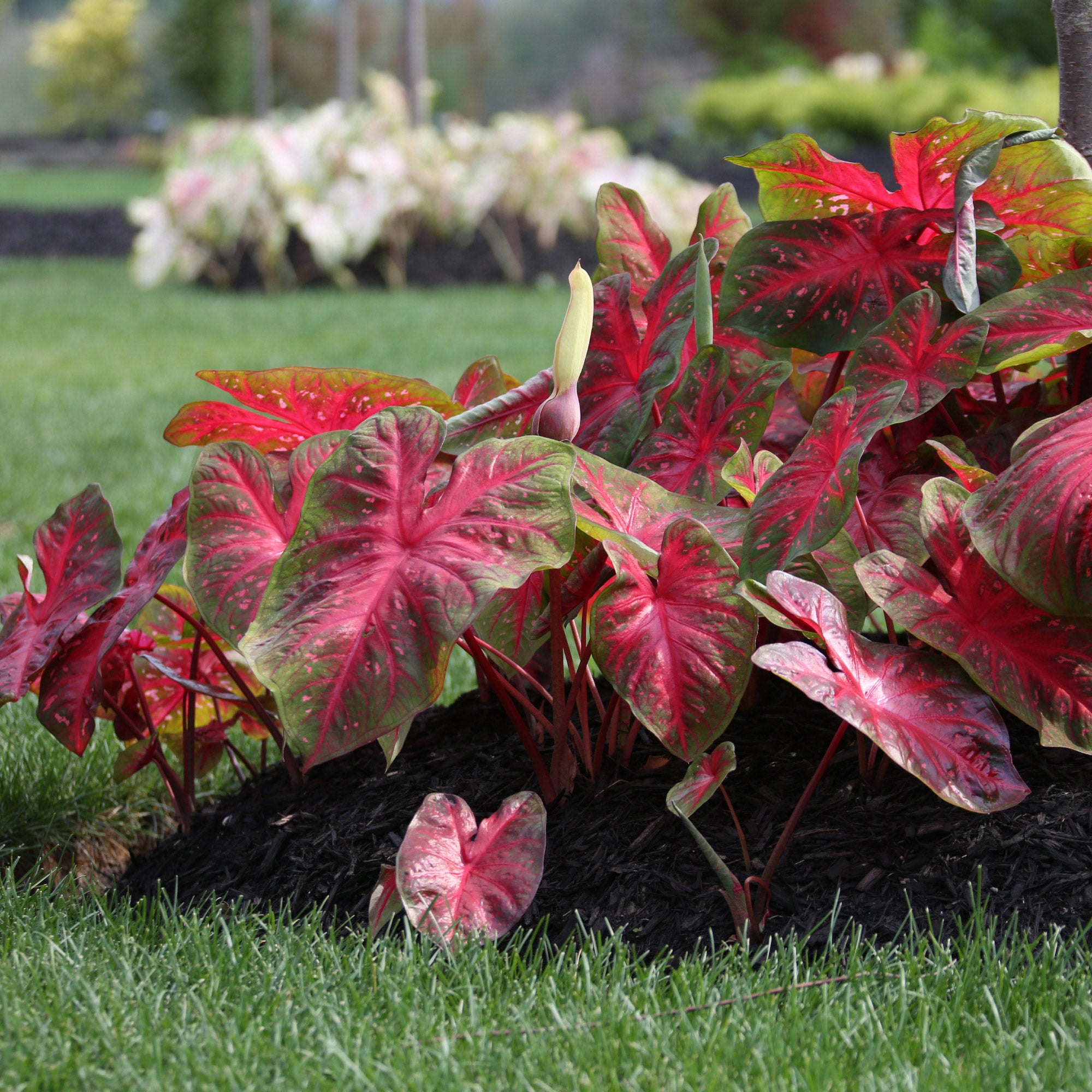 Longfield Gardens Caladiums