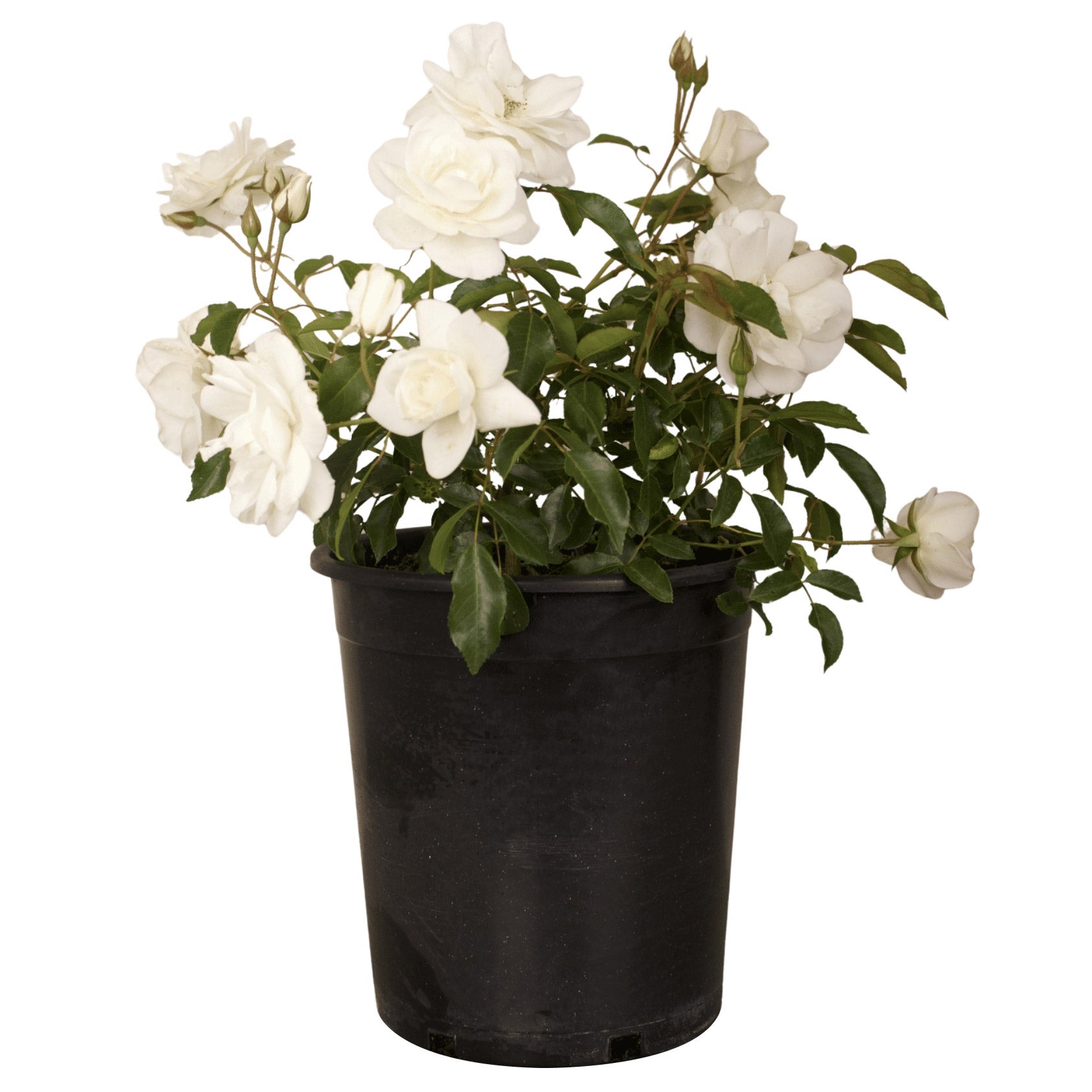 Alder & Oak White Iceberg Rose