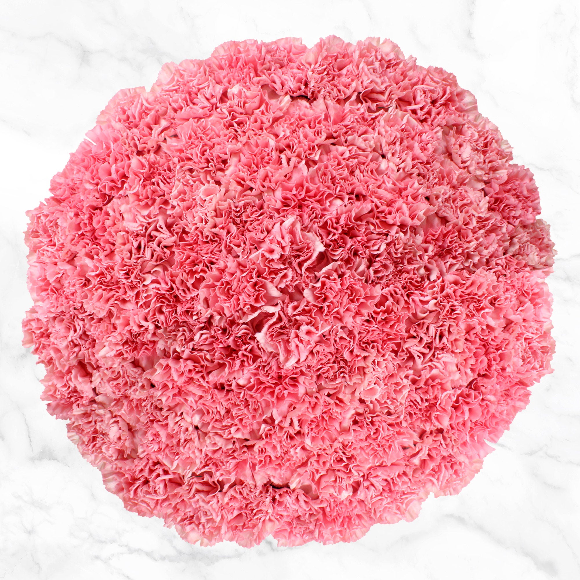 100-stem Carnations
