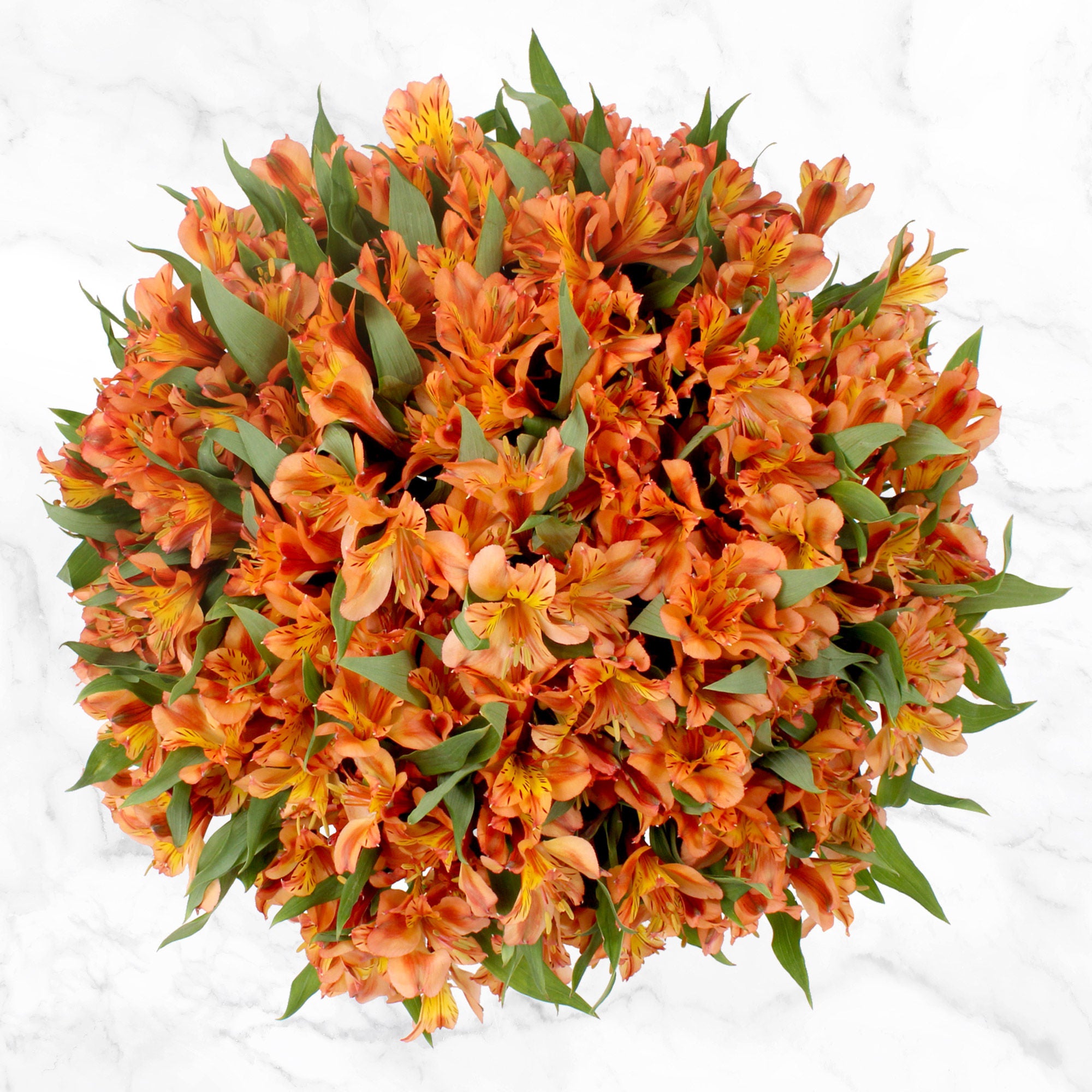 80-stem Alstroemeria