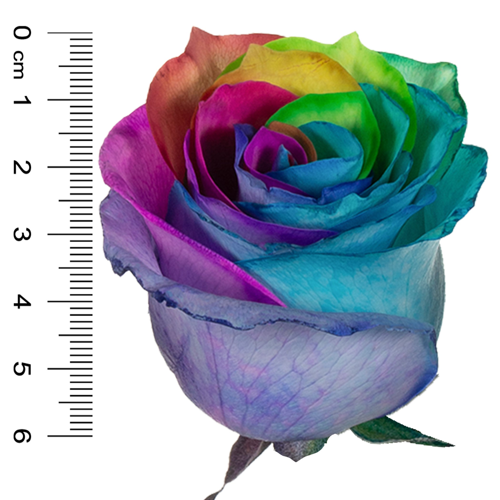 50-stem Rainbow Roses