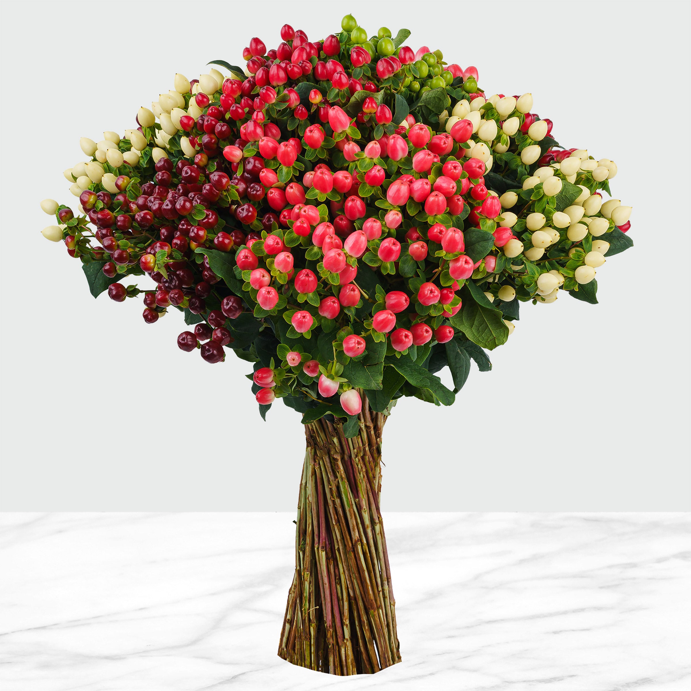 100-stems Hypericum