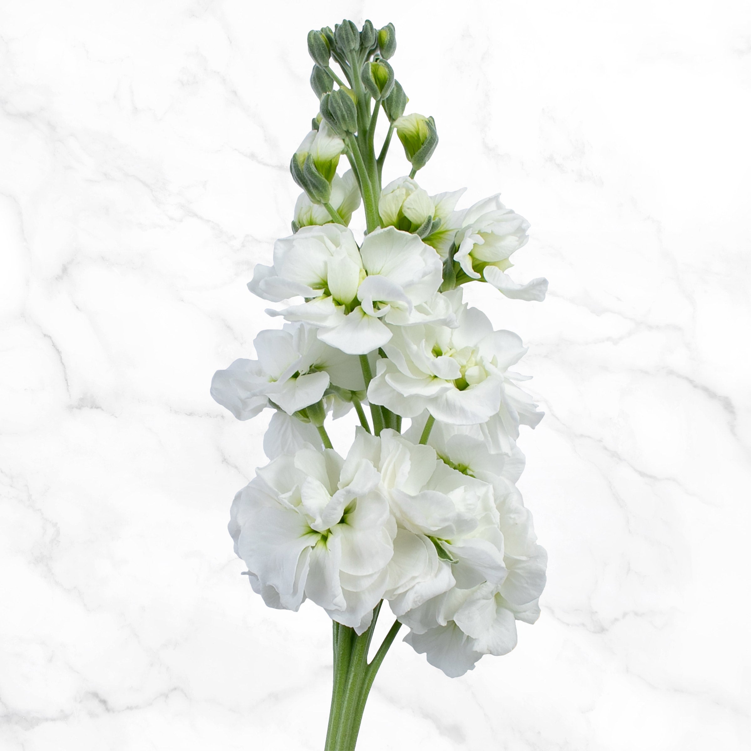 Bulk Flowers Stock, 100-Stems