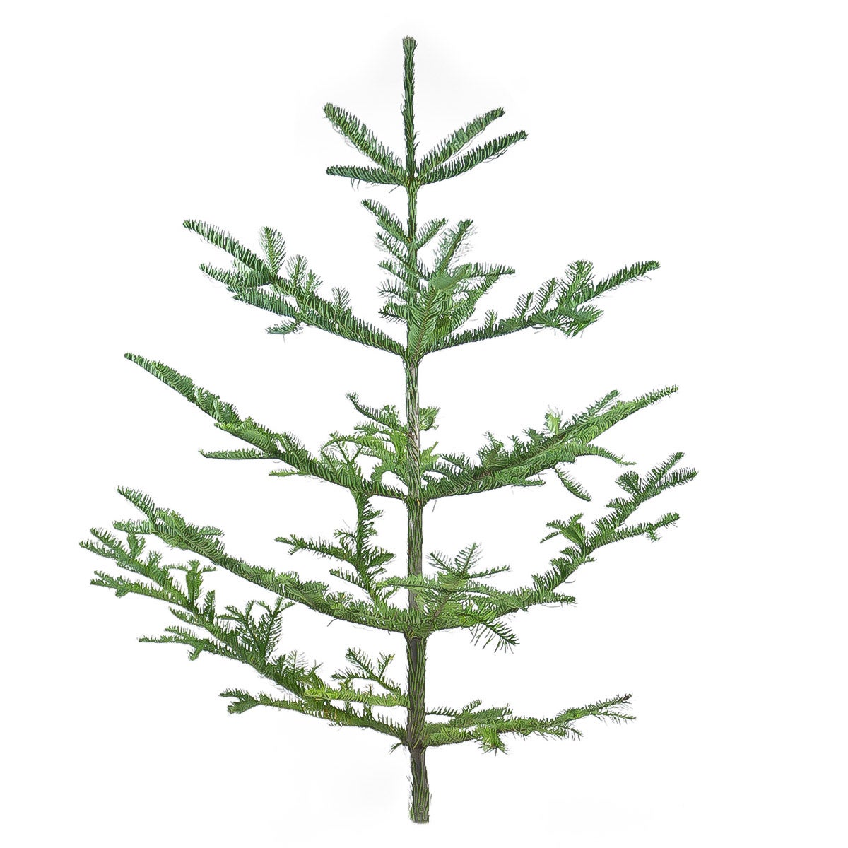 Natural Noble 3’ – 4’ Christmas Tree