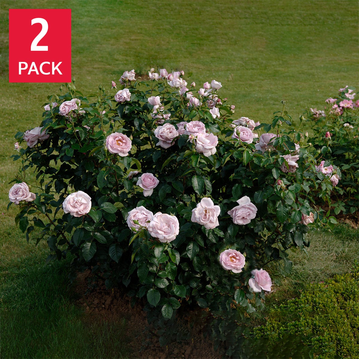 La Petite Prince Bareroot Rose 2-pack