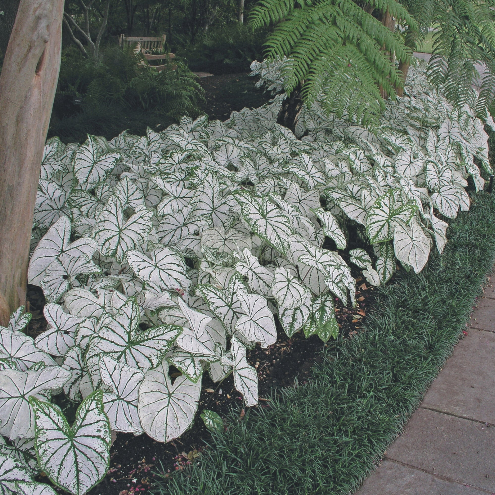 Longfield Gardens Caladiums