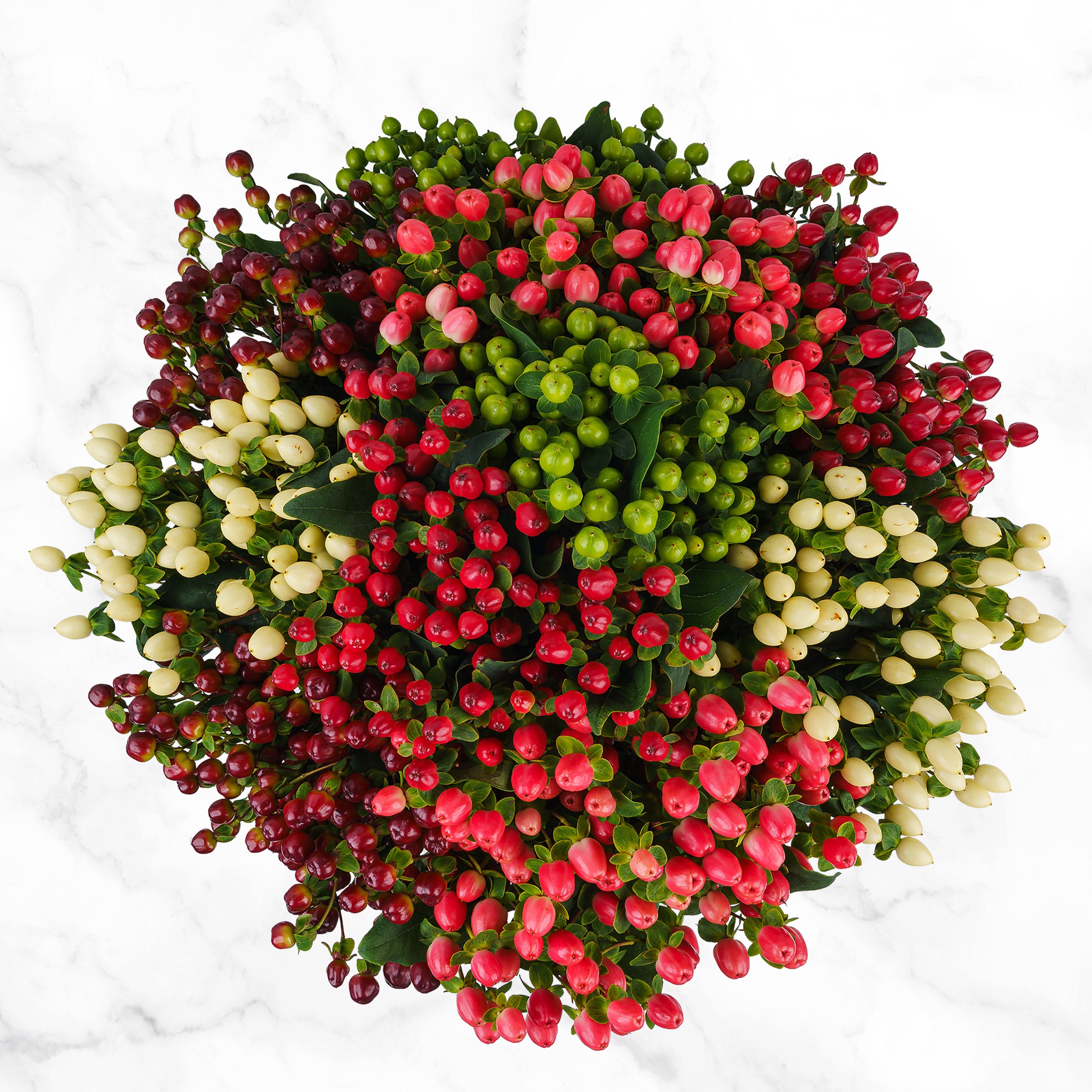 100-stems Hypericum
