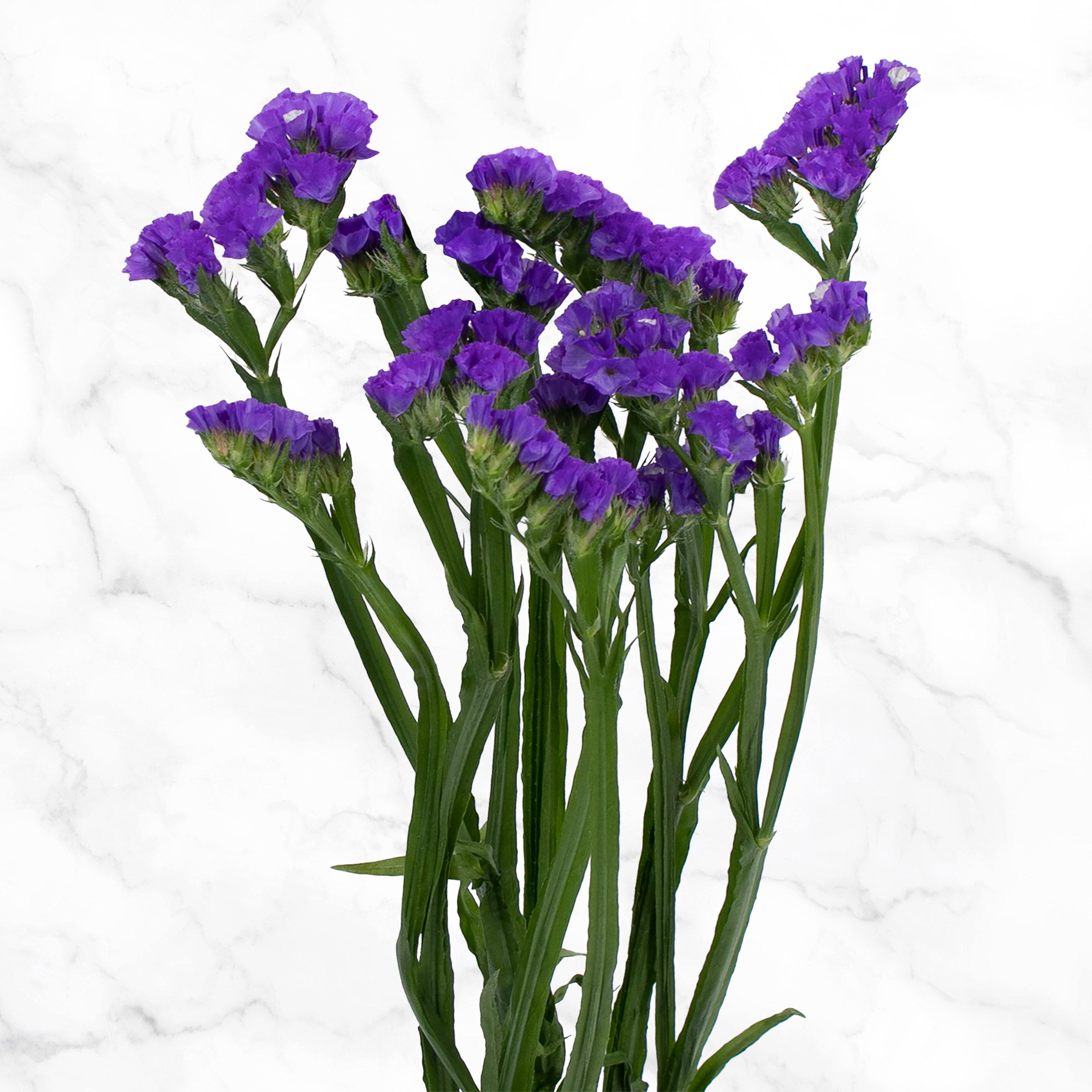120-stem Purple Statice