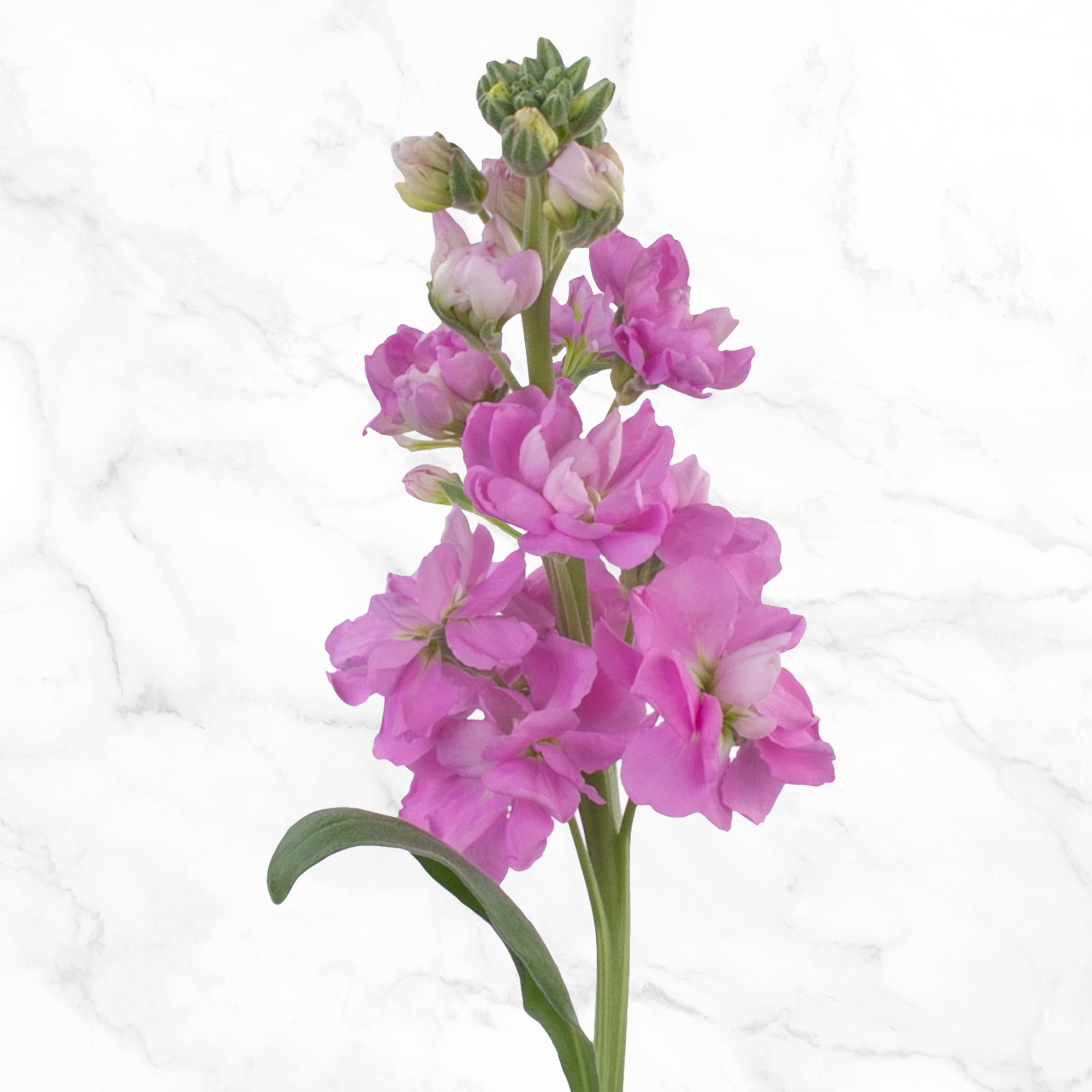 Bulk Flowers Stock, 100-Stems