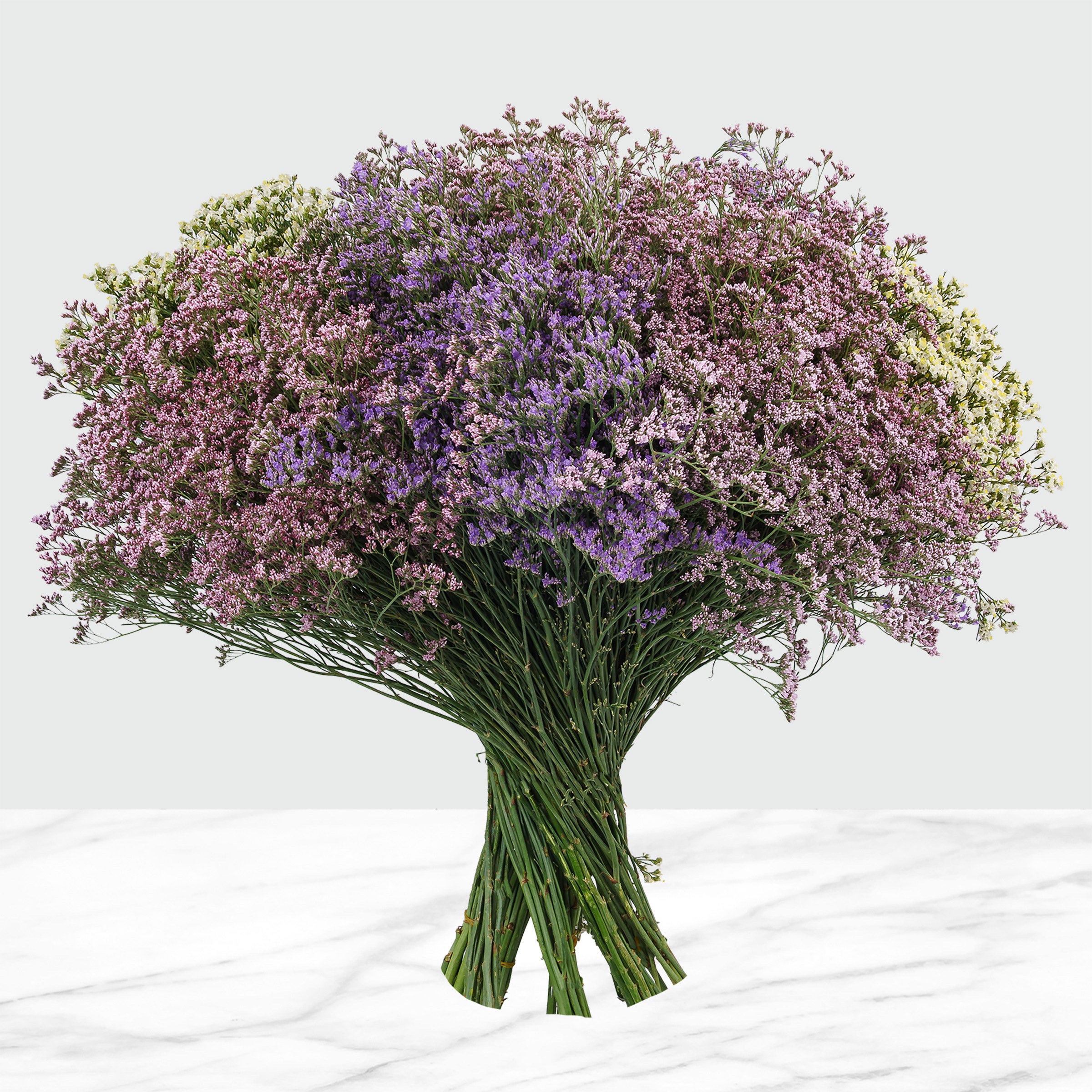 100-Stems Limonium