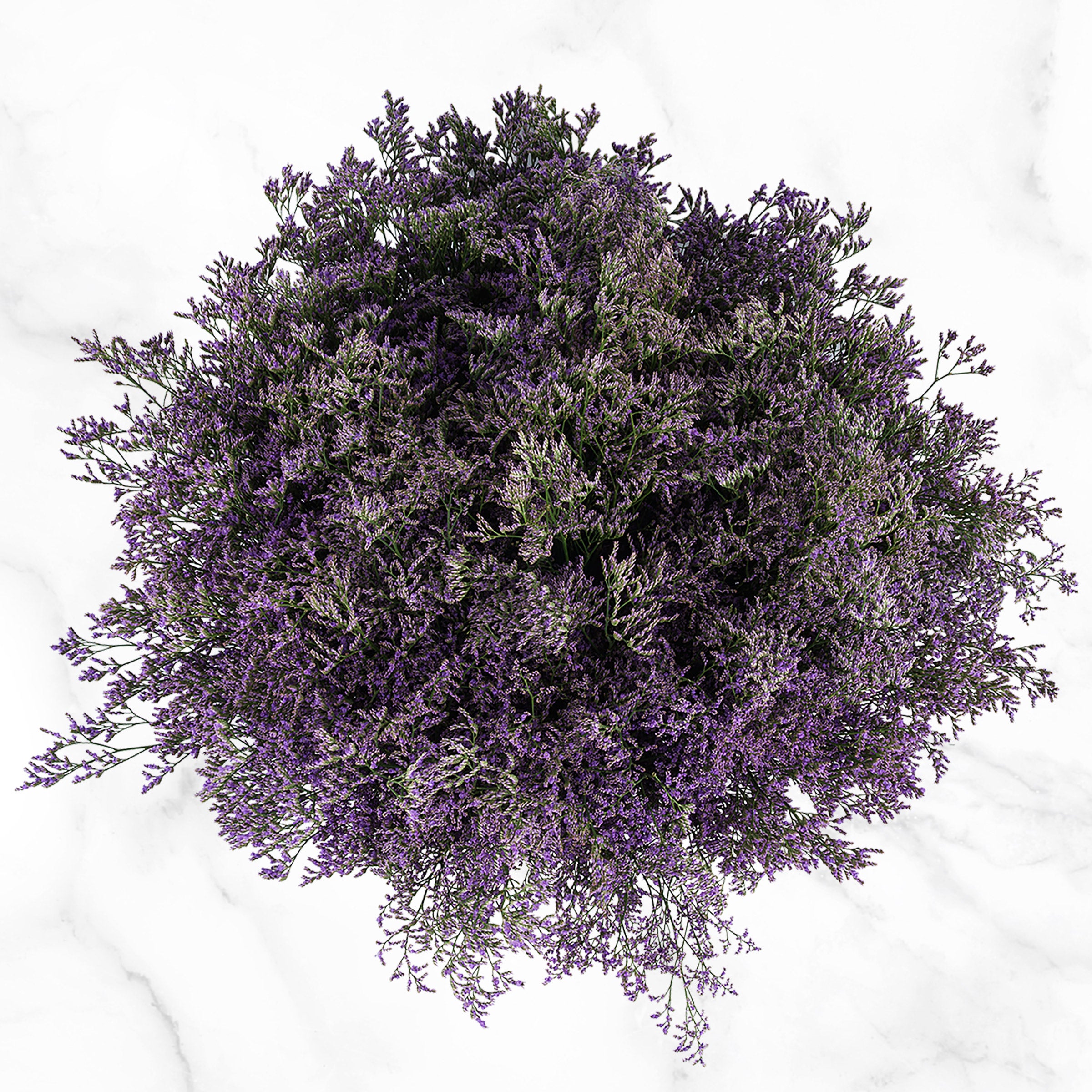 100-Stems Limonium