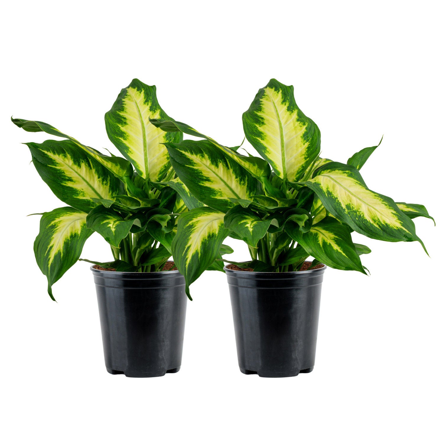 Costa Farms Dieffenbachia Houseplant in Nursery Pot, 2-pack